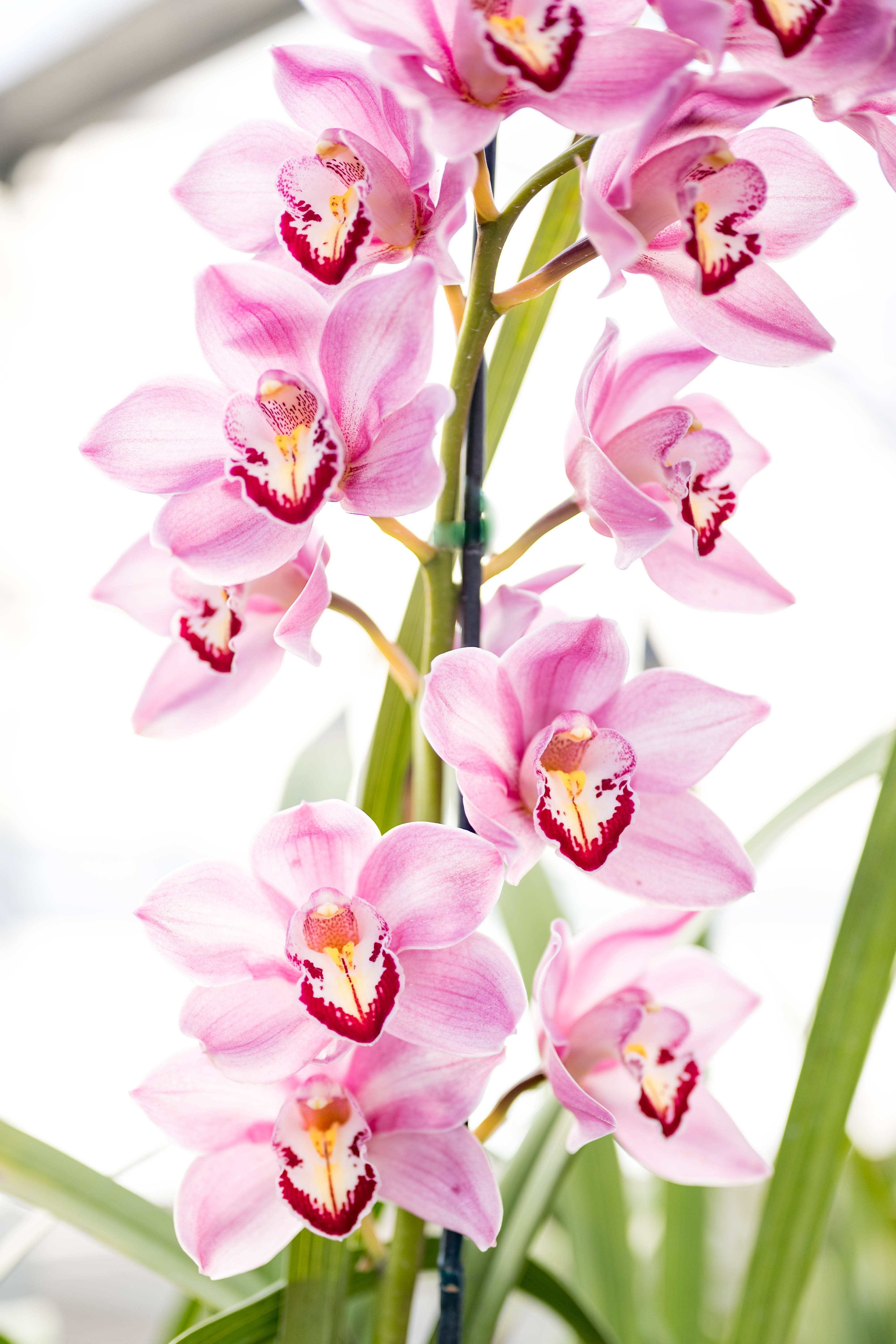 purple red orchids, pink orchids, deep red centers, 4K Phone Wallpaper
