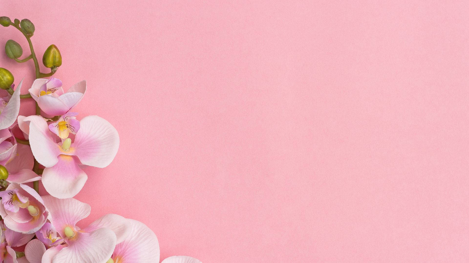 baby pink orchids, pastel pink background, soft pink orchids, Full HD Desktop Wallpaper
