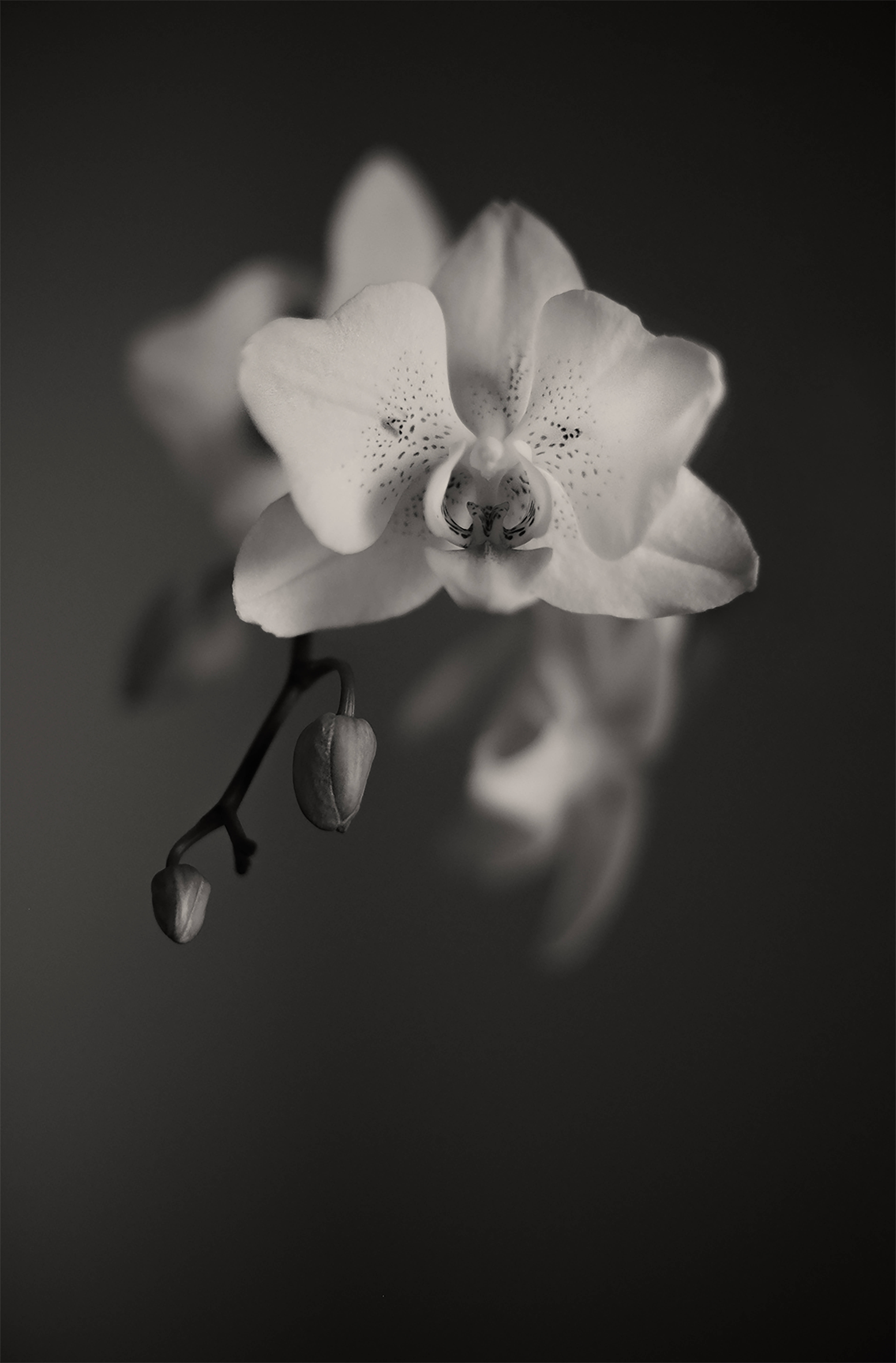 black and white orchids, monochrome, delicate orchid bloom, 8K Phone Wallpaper