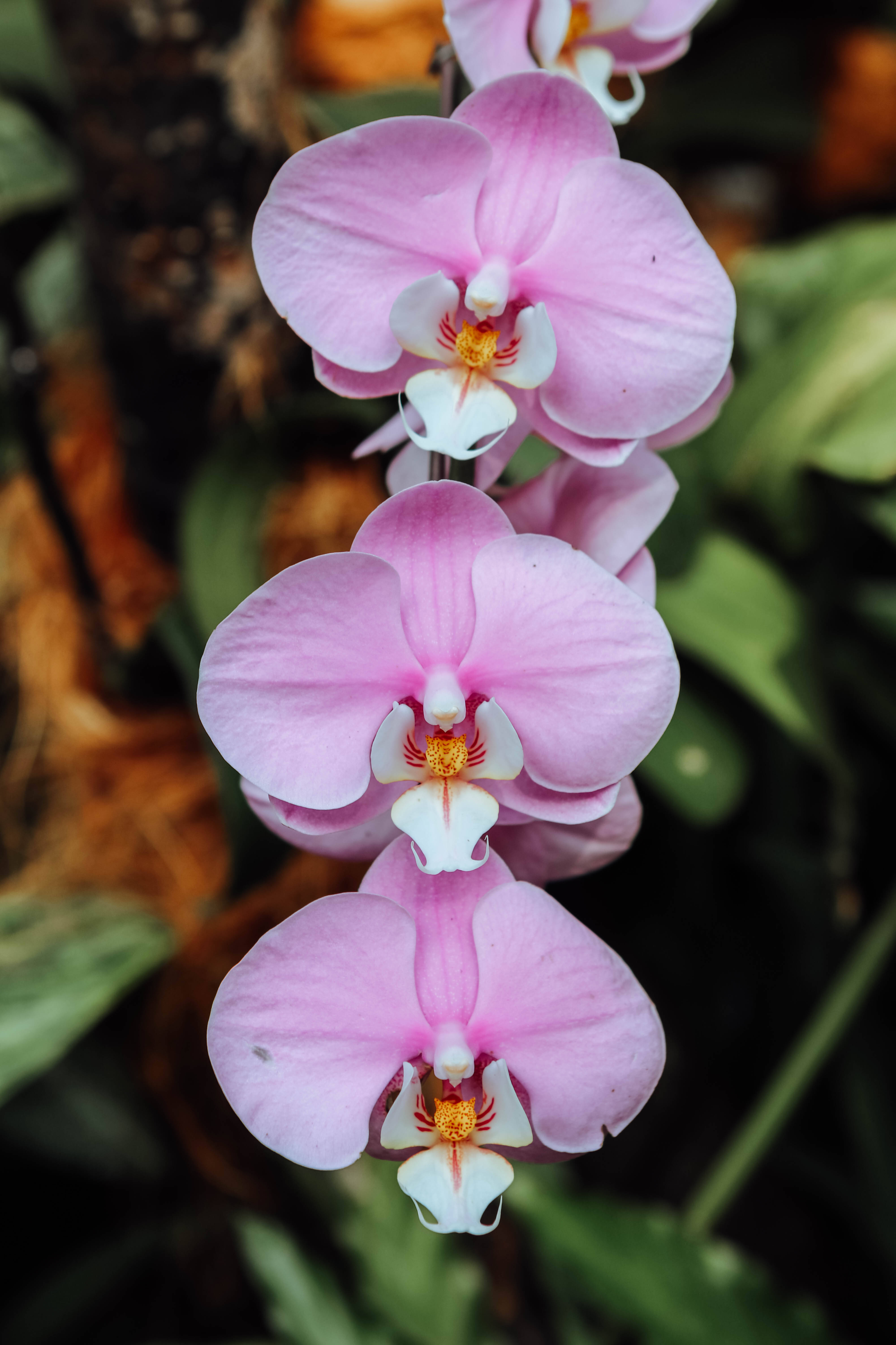 moth orchids, light purple, pink orchids, 5K Phone Wallpaper