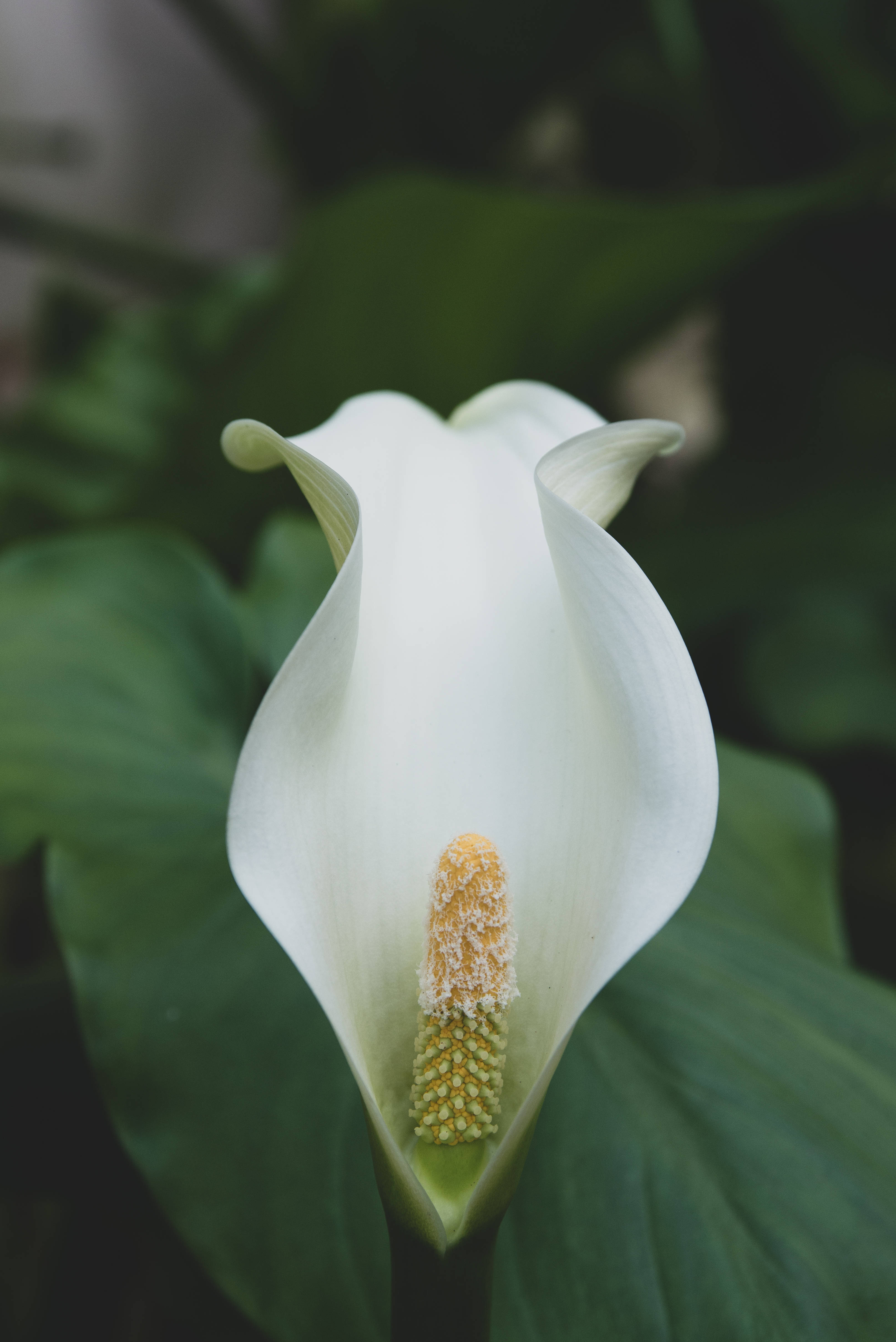 white cone shaped orchid, calla lily, yellow spadix, 4K Phone Wallpaper