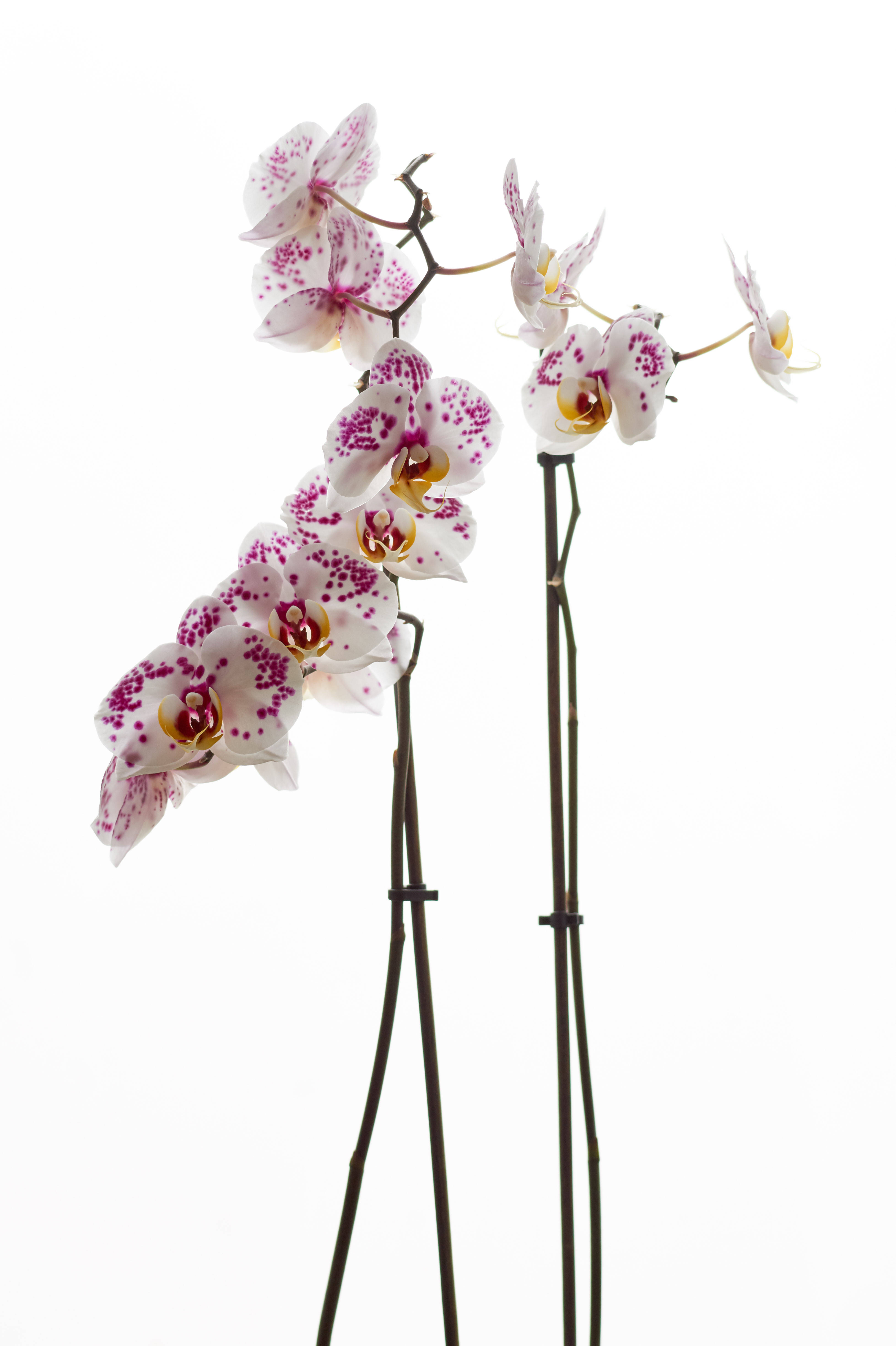 white moth orchids, white petals, pink speckled, 5K Phone Wallpaper