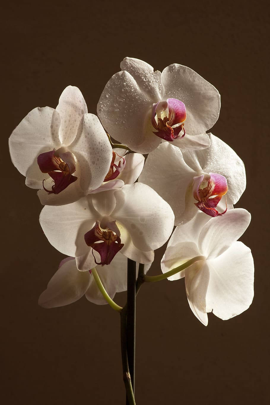 orchid flowers, white orchids, pink centers, HD Phone Wallpaper