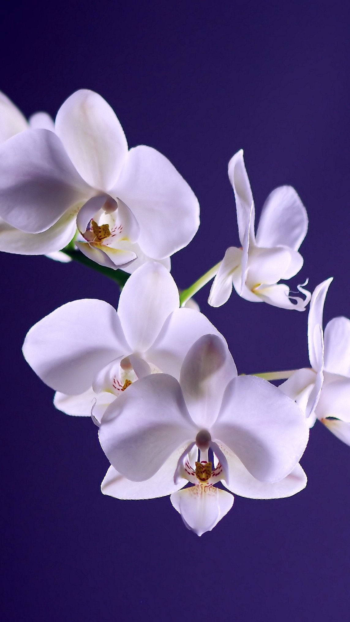 white orchids, delicate petals, golden centers, Full HD Phone Wallpaper