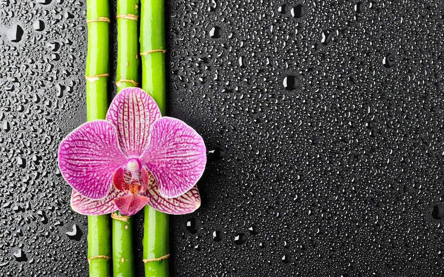 Bamboo 4K, pink petaled flower, orchid, HD Desktop Wallpaper