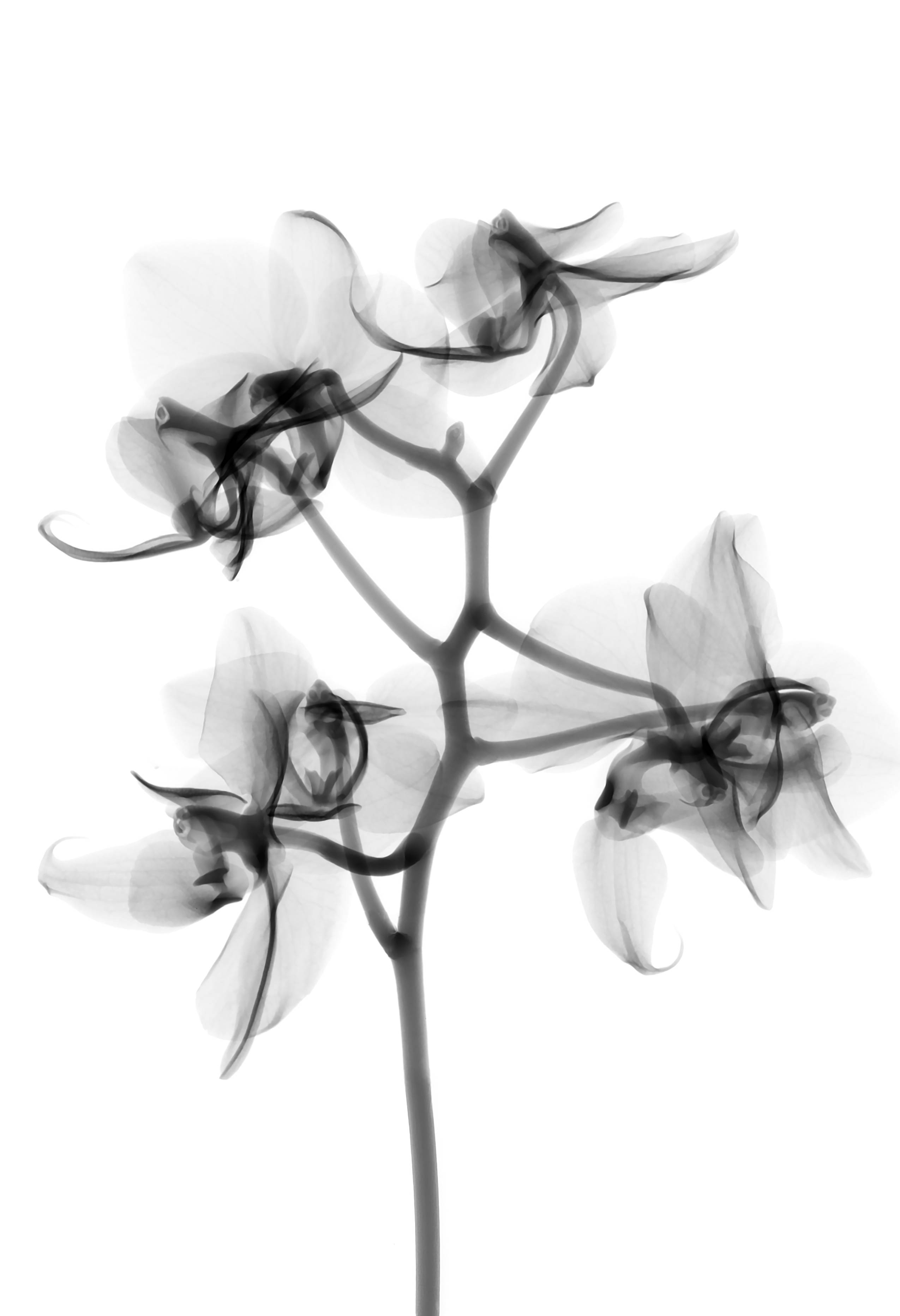 translucent orchids, x-ray view, orchid stem, 2K Phone Wallpaper