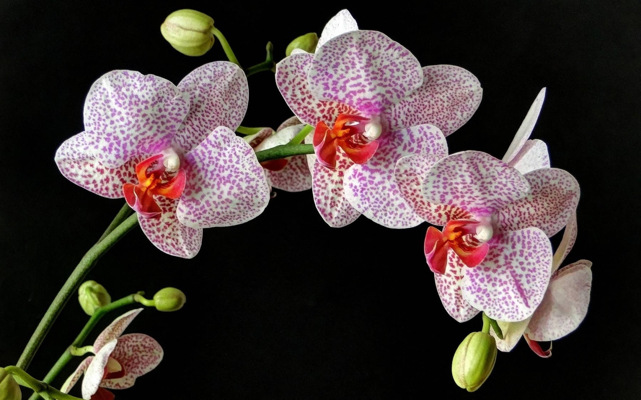 spotted orchid, white orchids, pink speckles, 2K Desktop Wallpaper