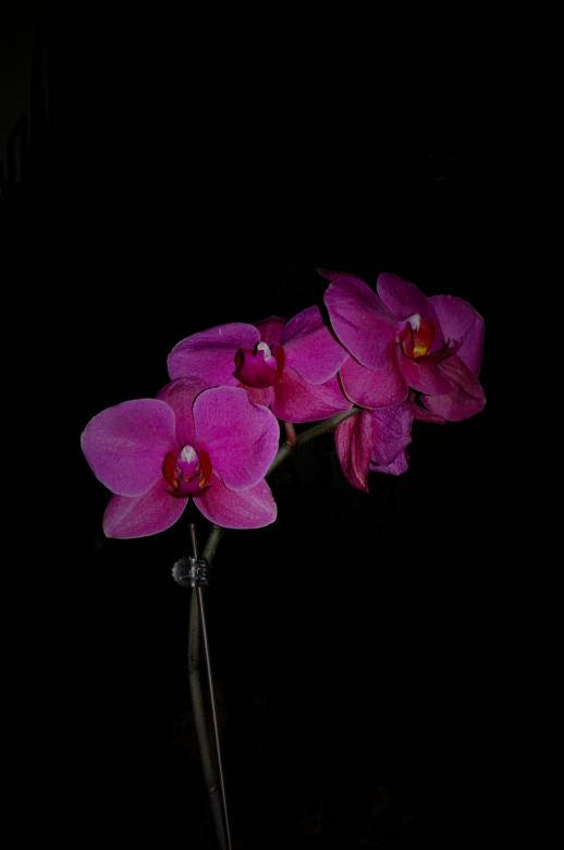 black and pink aesthetic orchids, vibrant pink orchids, stark black background, SD Phone Wallpaper