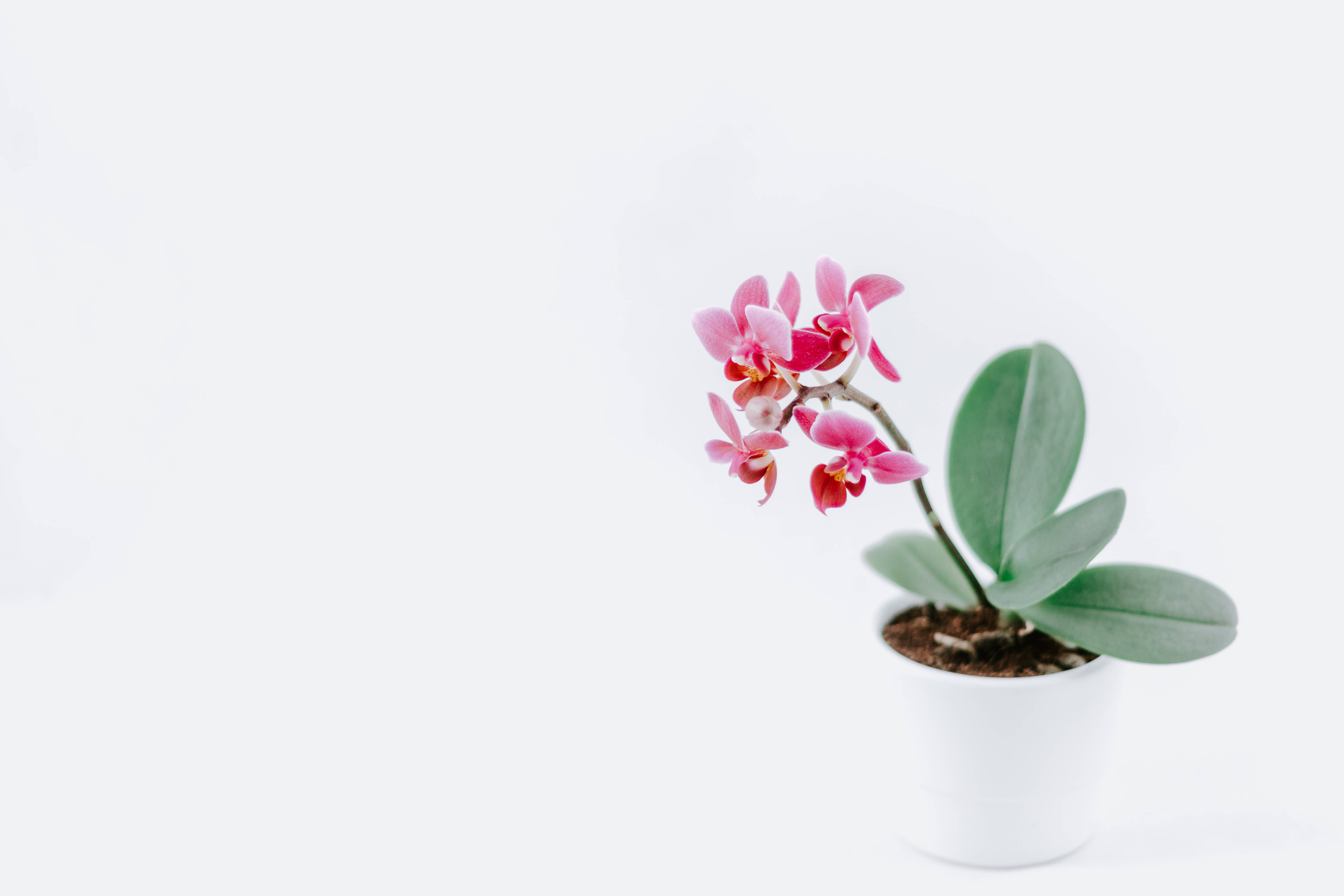 pink orchid, white pot, minimalist white background, 5K Desktop Wallpaper