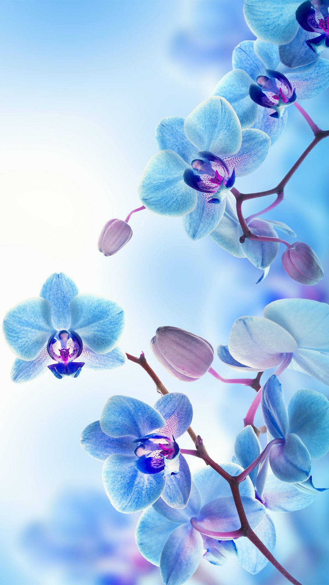stunning blue orchids, purple centers, soft gradient sky background, Full HD Phone Wallpaper
