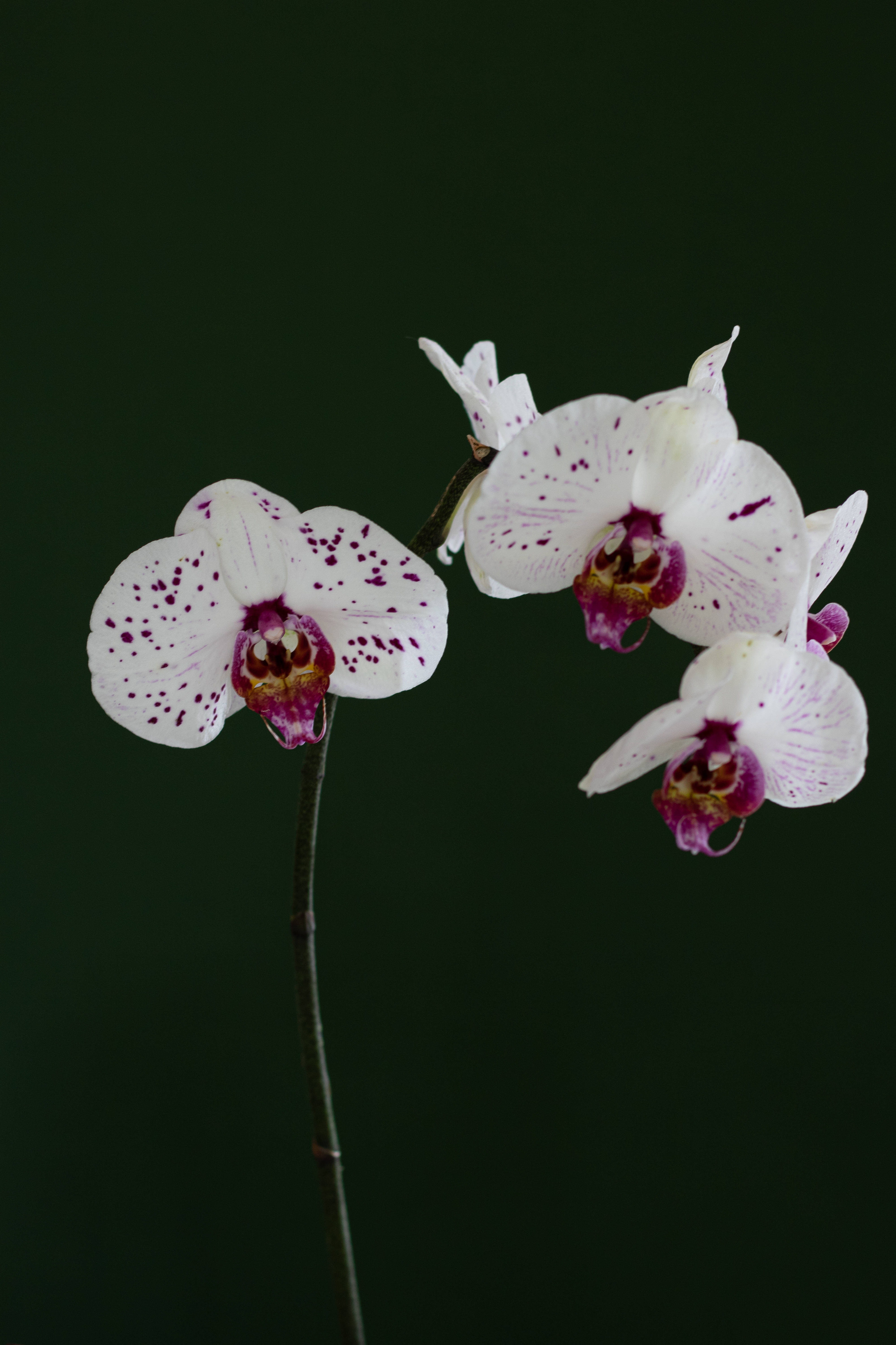 white spotted orchids, purple speckles, deep green backdrop, 5K Phone Wallpaper