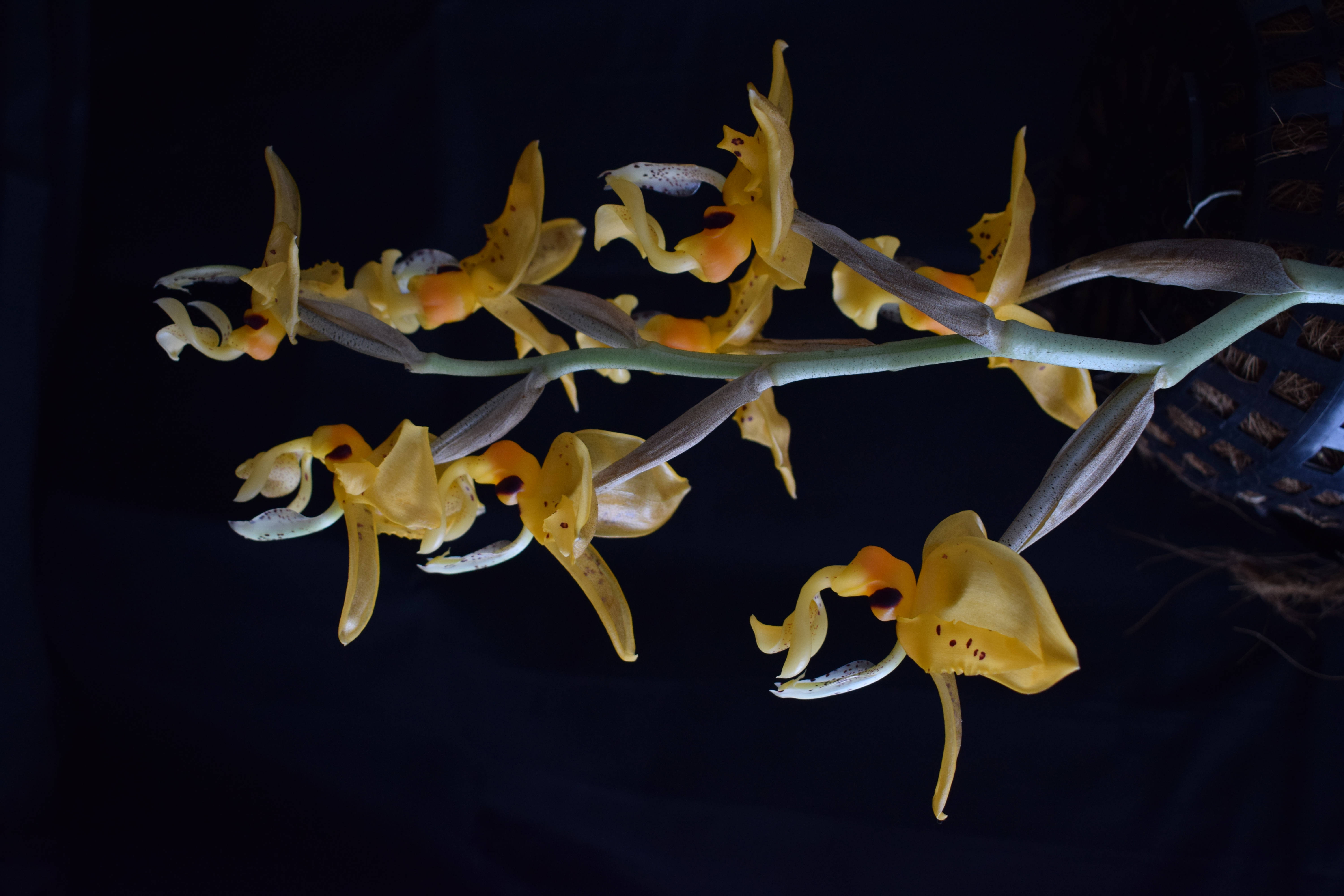 yellow hanging orchids, speckled petals, deep black backdrop, 5K Desktop Wallpaper