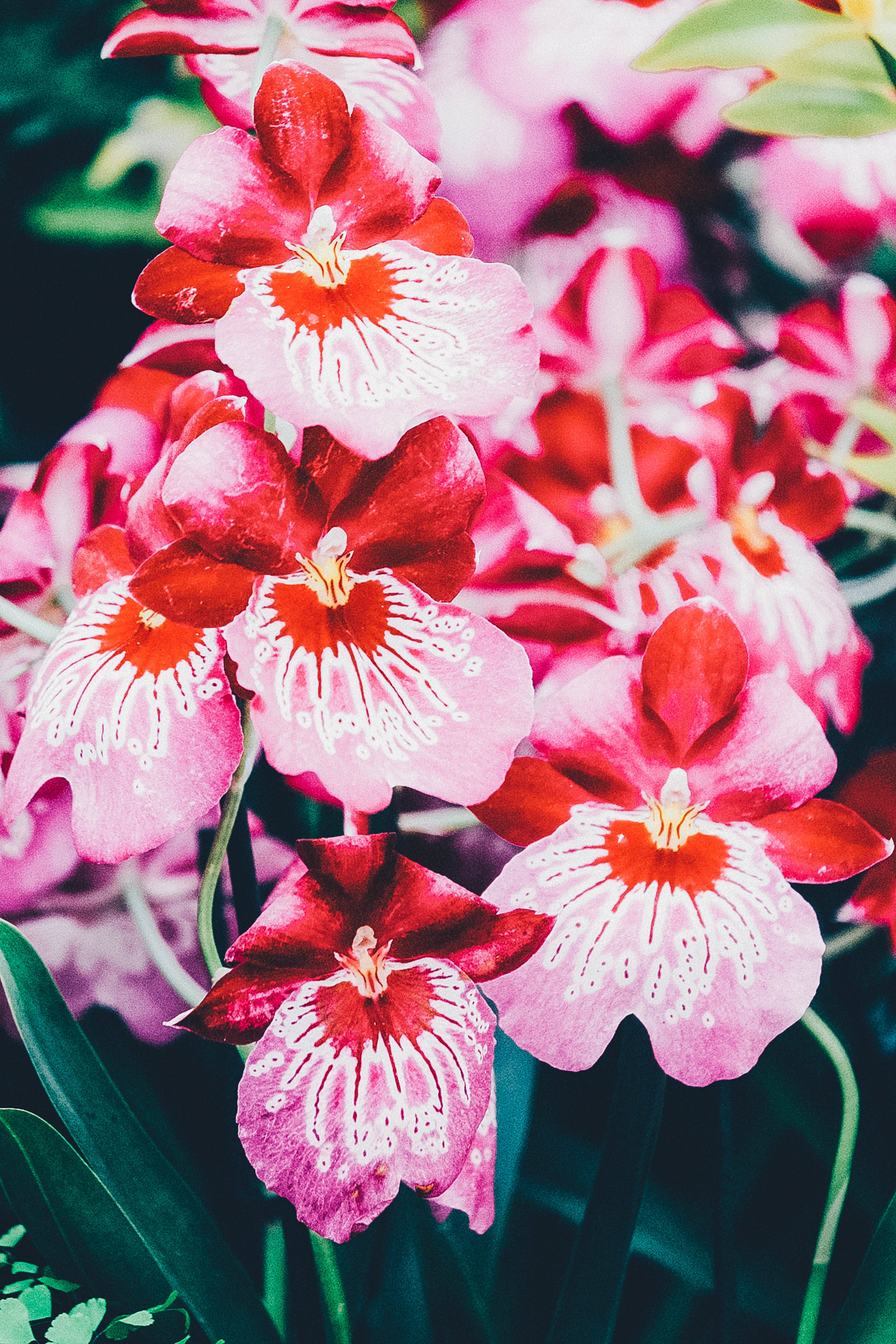 pinkish red orchids, vibrant pink, red orchids, 4K Phone Wallpaper