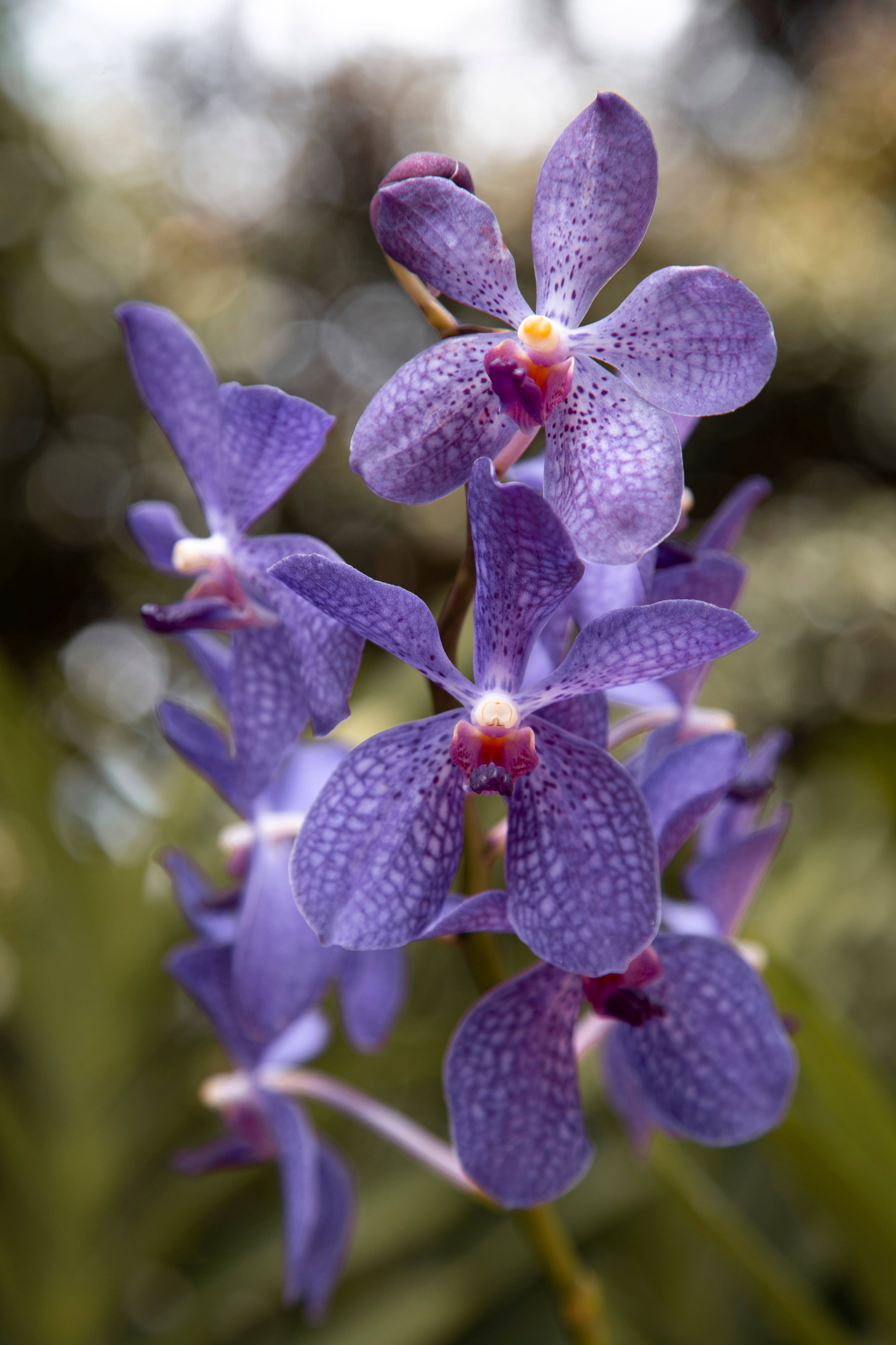 light purple orchid, vibrant purple orchids, speckled petals, 5K Phone Wallpaper