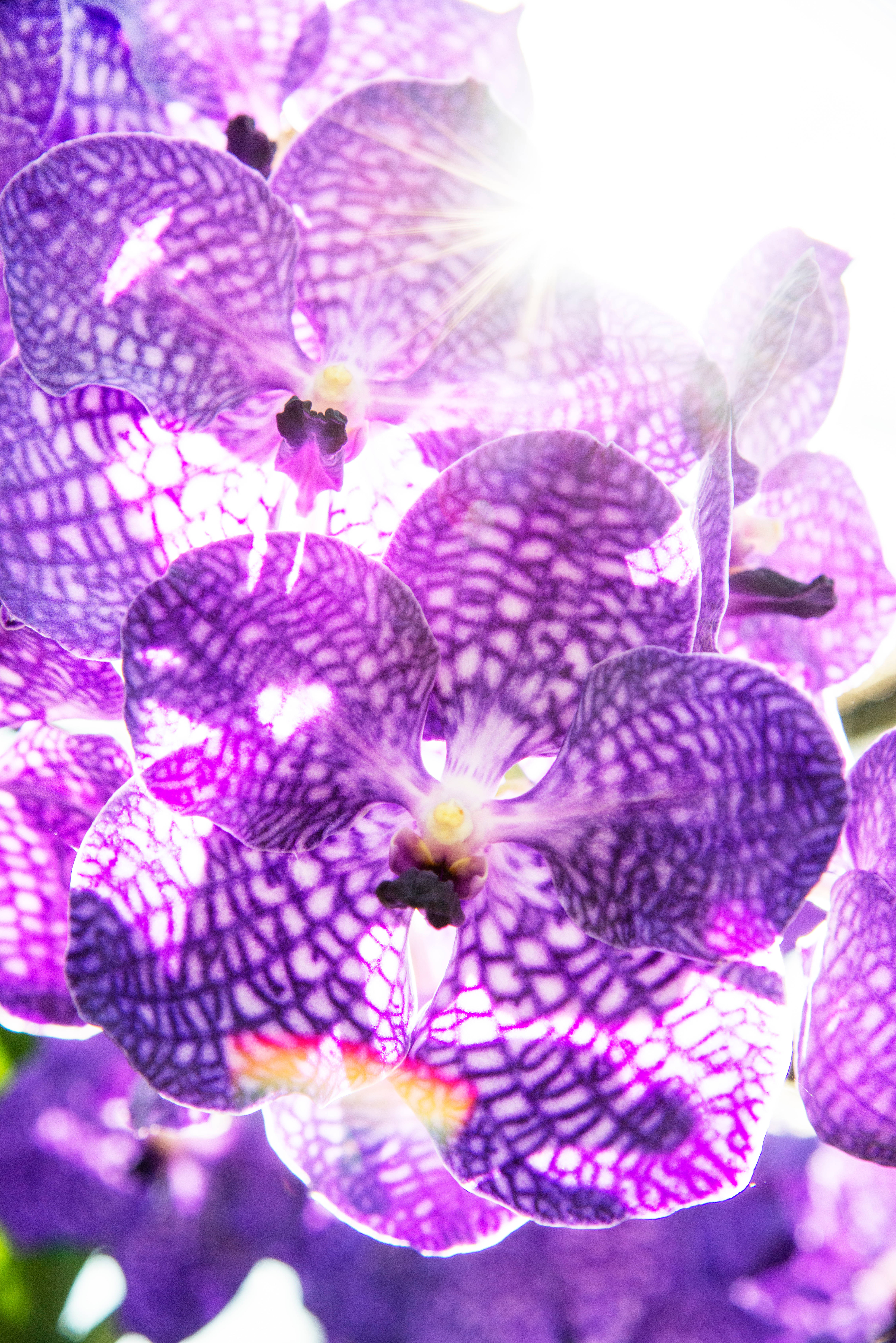 purple orchid, white spots, intricate white veining, 5K Phone Wallpaper