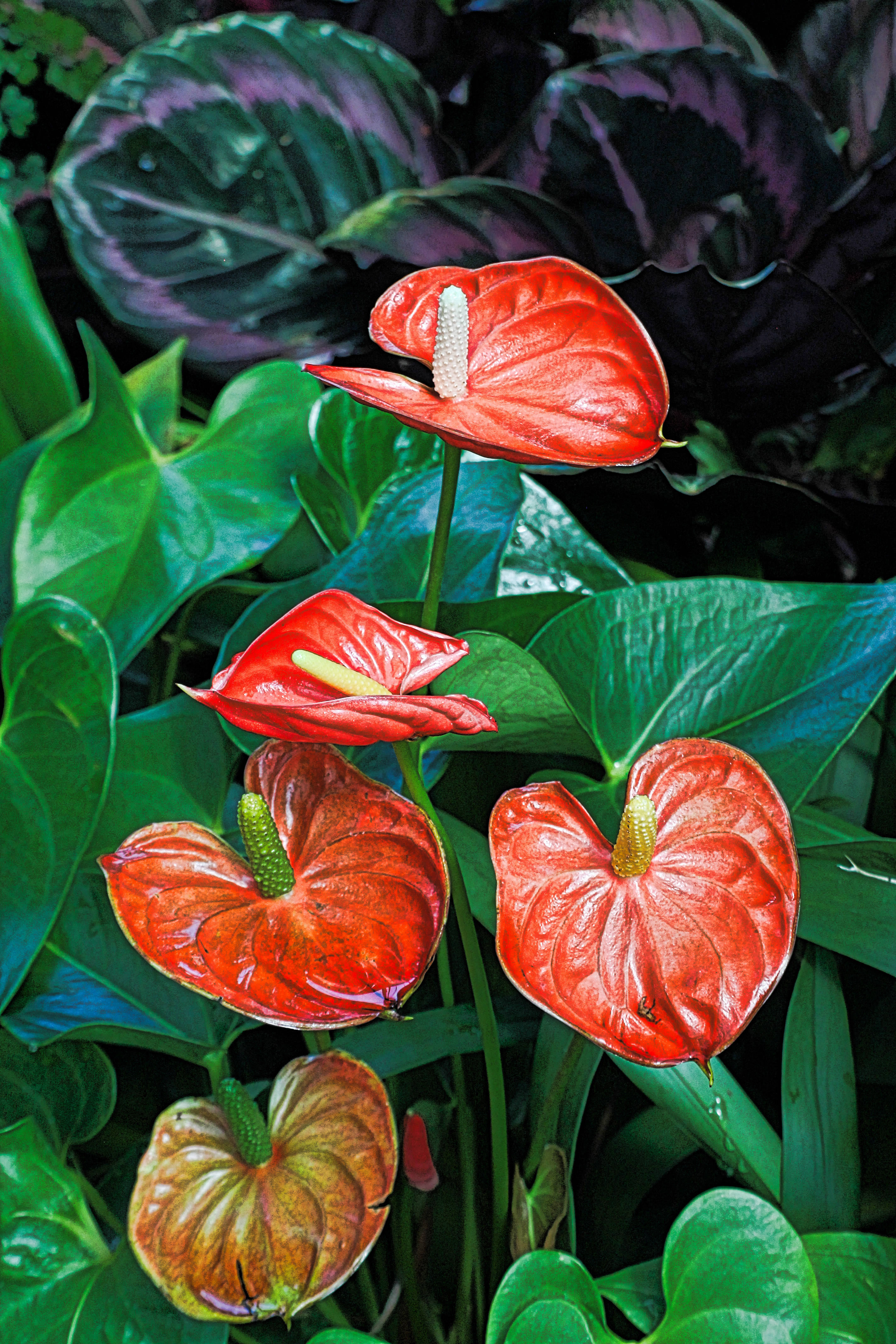 red anthurium, glossy petals, spadices, 4K Phone Wallpaper