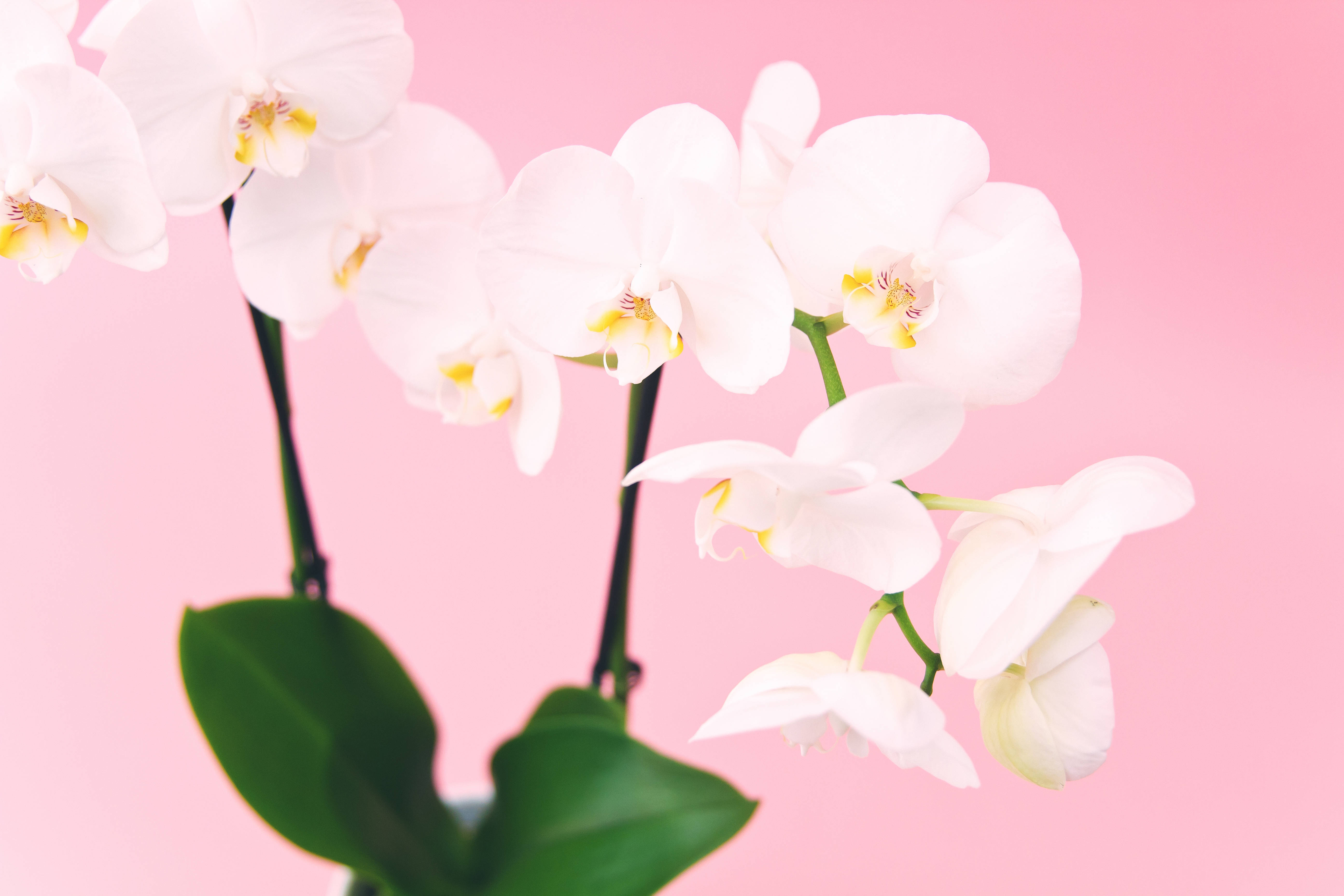 white orchid flowers, yellow centers, soft pink background, 5K Desktop Wallpaper