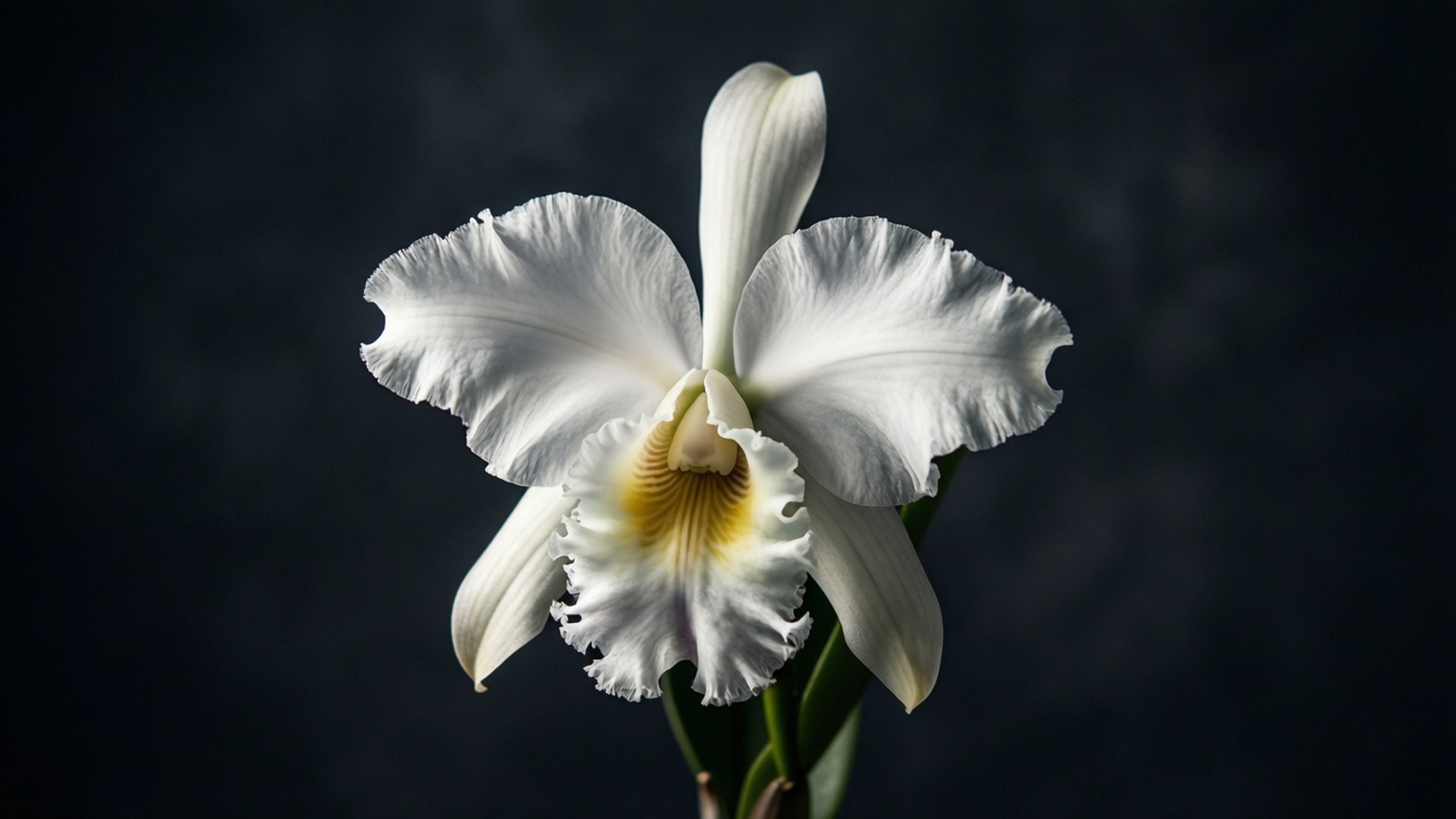 white cattleya dramatic, ruffled petals, yellow center, Full HD Desktop Wallpaper