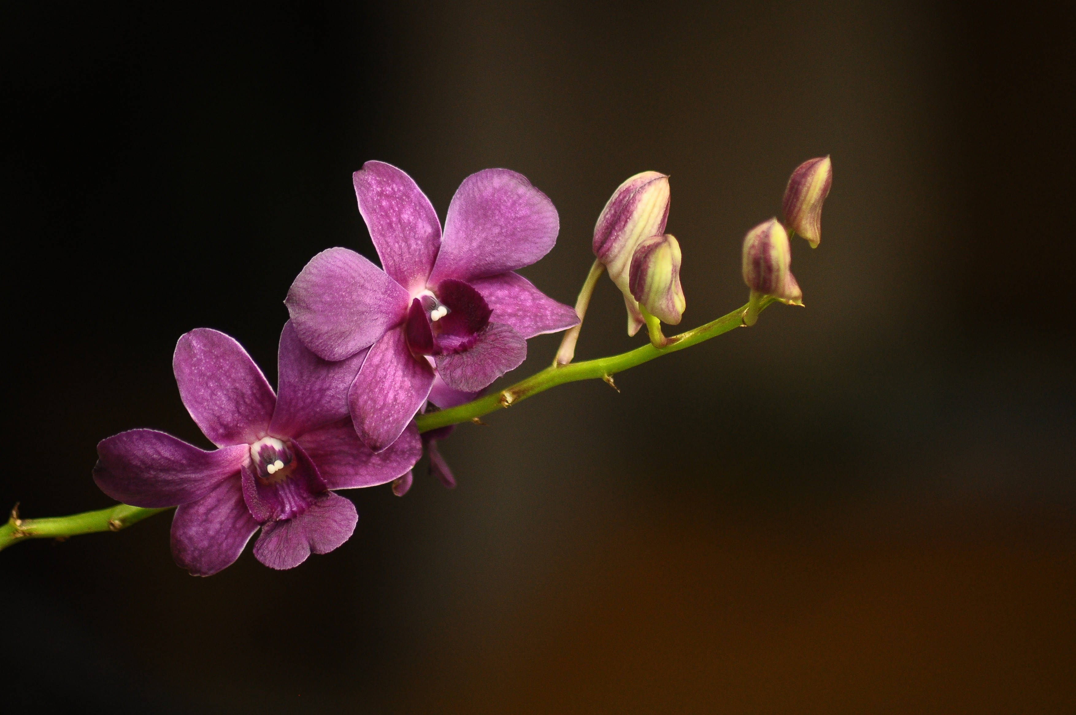 periwinkle orchids, vibrant purple orchids, softly blurred dark background, 2K Desktop Wallpaper