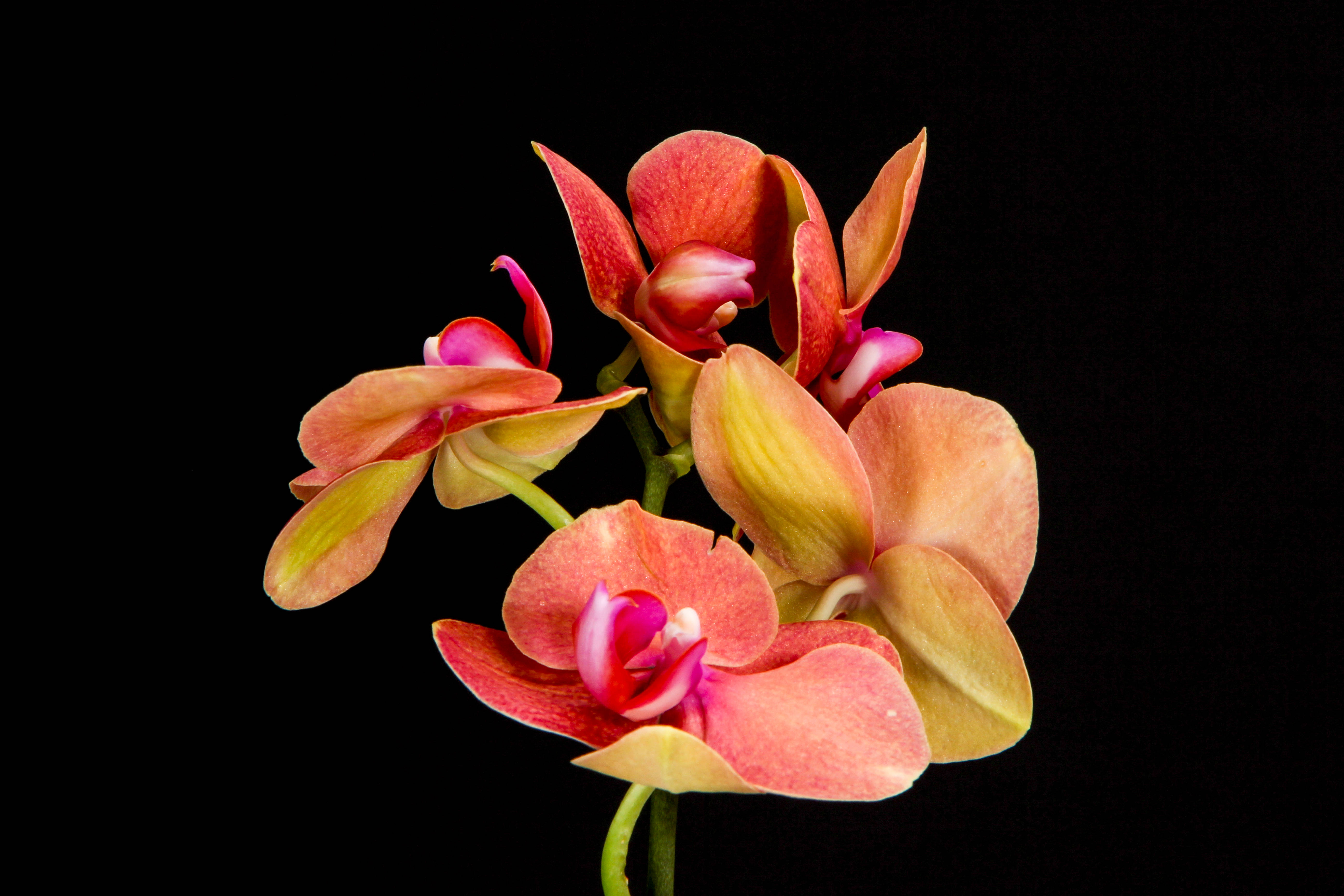 fuchsia pink orchid, vibrant pink, yellow orchids, 5K Desktop Wallpaper