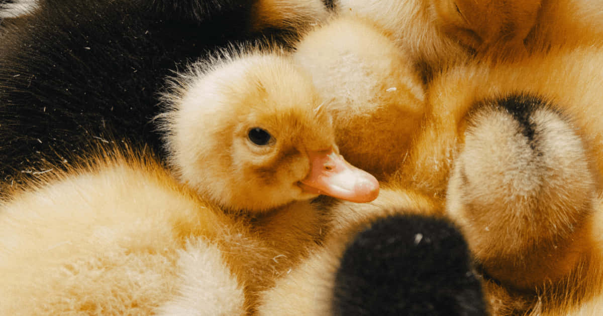 diminutive ducks, fluffy yellow ducklings, black-feathered siblings, SD Desktop Wallpaper