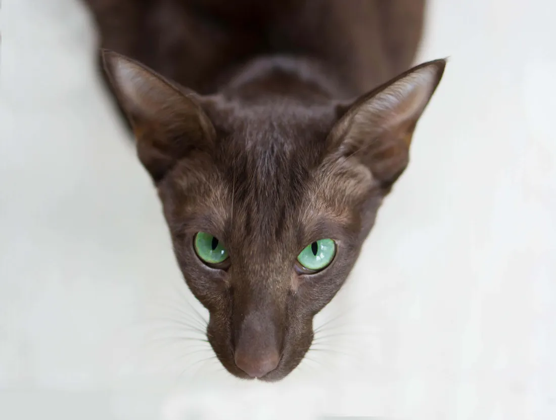 Oriental Shorthair