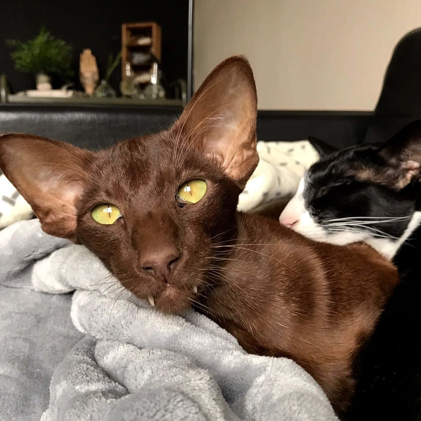 Oriental Shorthair, sleek brown cat, striking green eyes, HD Desktop Wallpaper