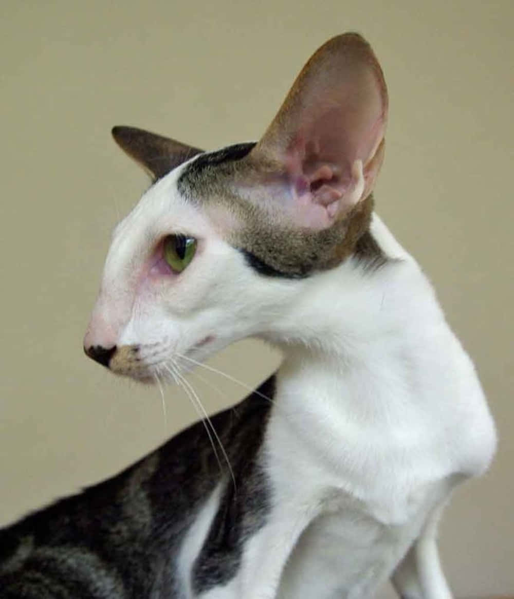 Oriental Shorthair, sleek hairless cat, large ears, SD Phone Wallpaper