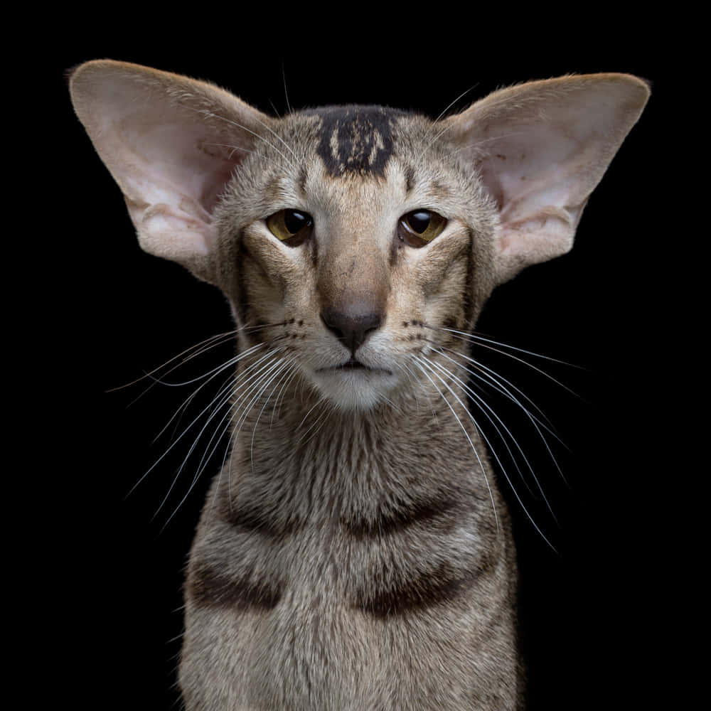 Oriental Shorthair, large ears, striking eyes, SD Desktop Wallpaper