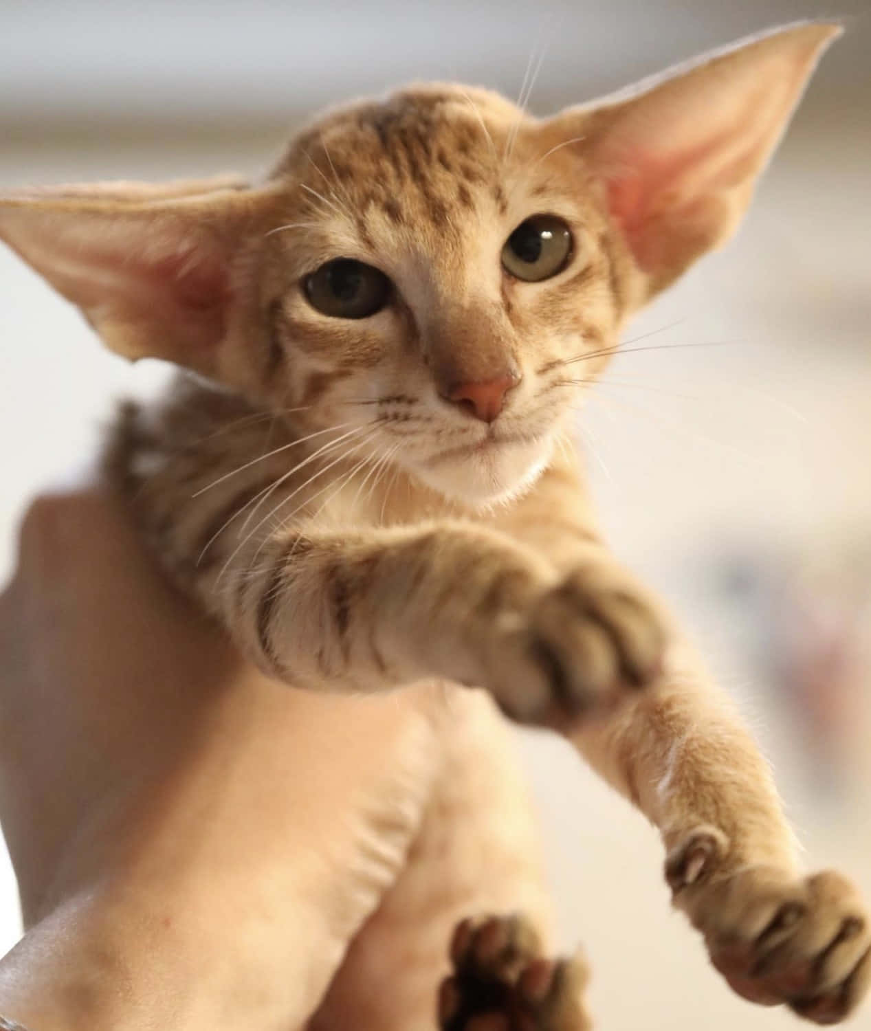 Oriental Shorthair, hairless cat, large ears, HD Phone Wallpaper