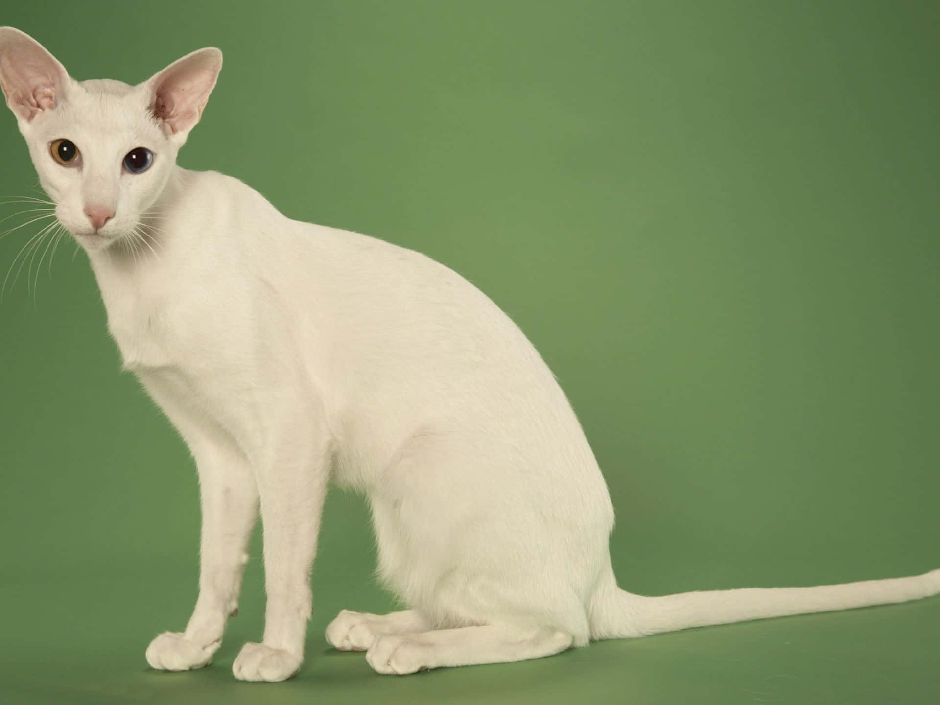 Oriental Shorthair, white, large ears, Full HD Desktop Wallpaper