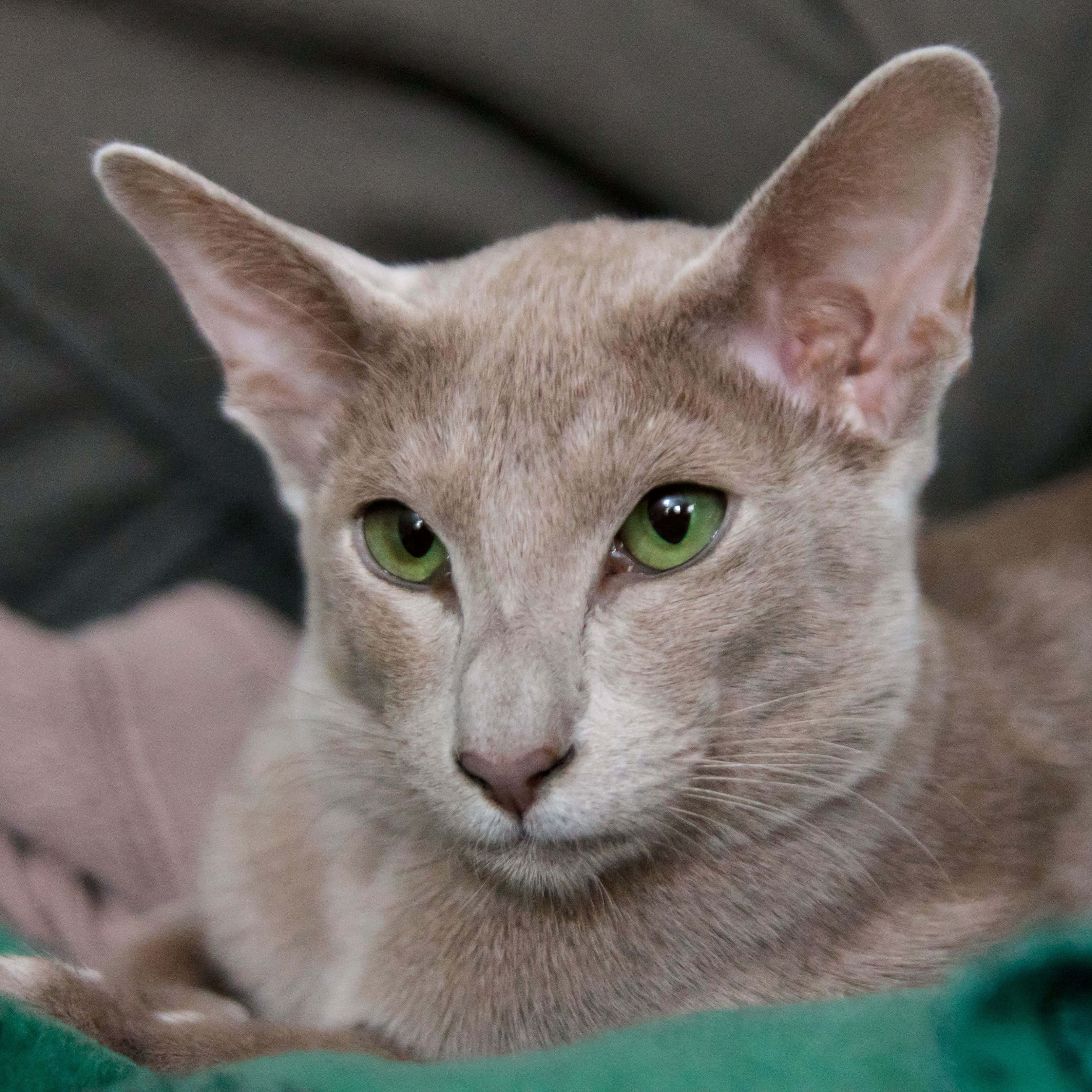 Oriental Shorthair, light gray, green eyes, 2K Desktop Wallpaper