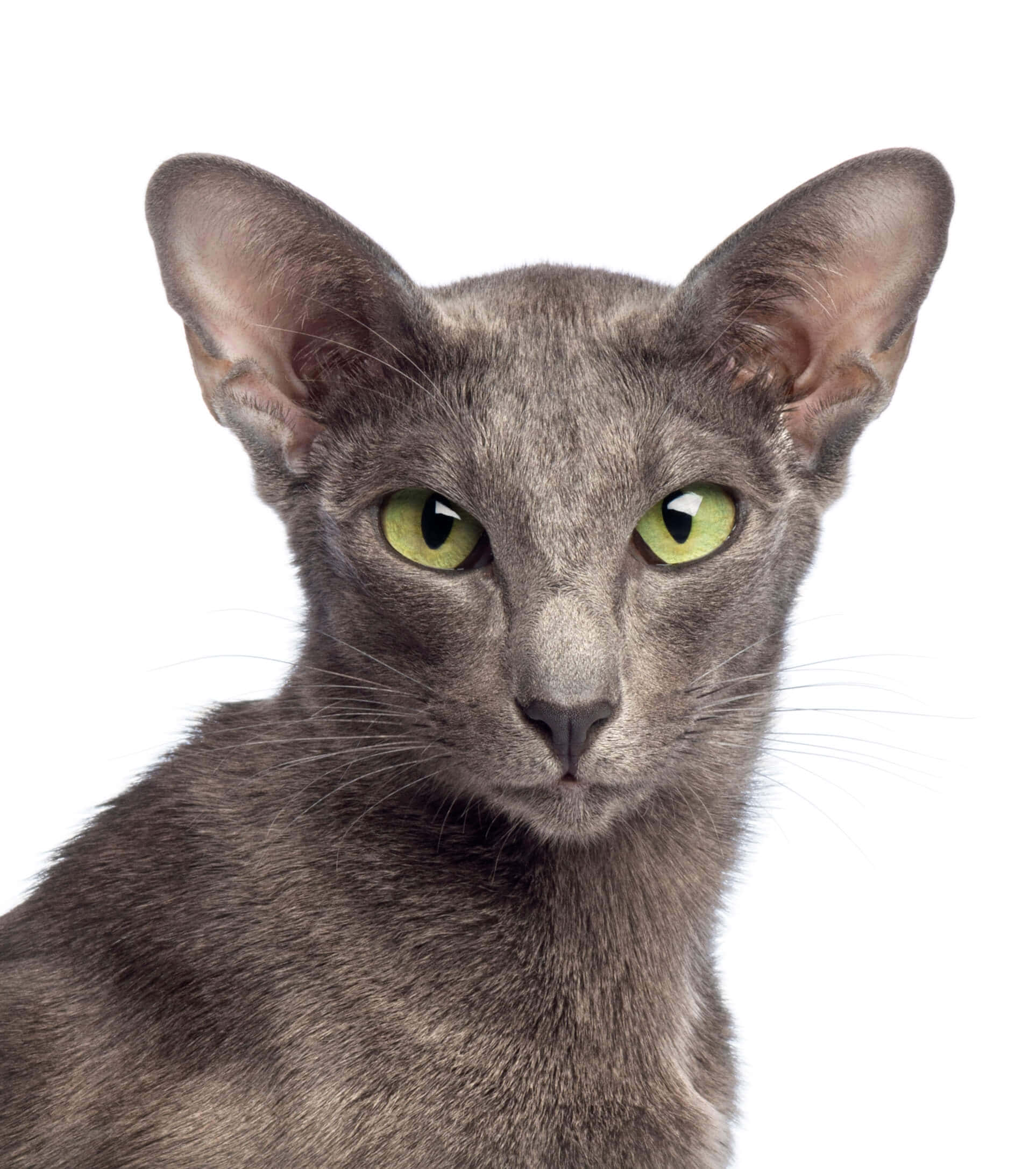 Oriental Shorthair, gray, green eyes, Full HD Phone Wallpaper