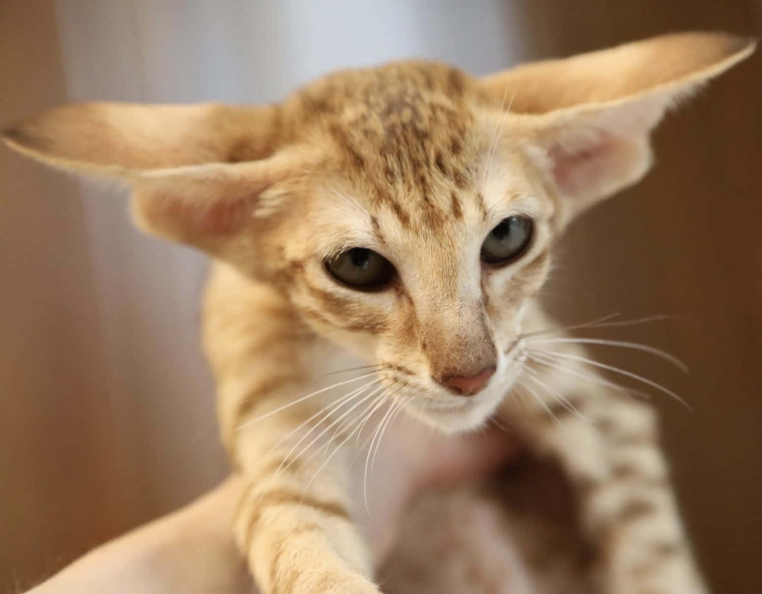 Oriental Shorthair, slender orange cat, large ears, HD Desktop Wallpaper