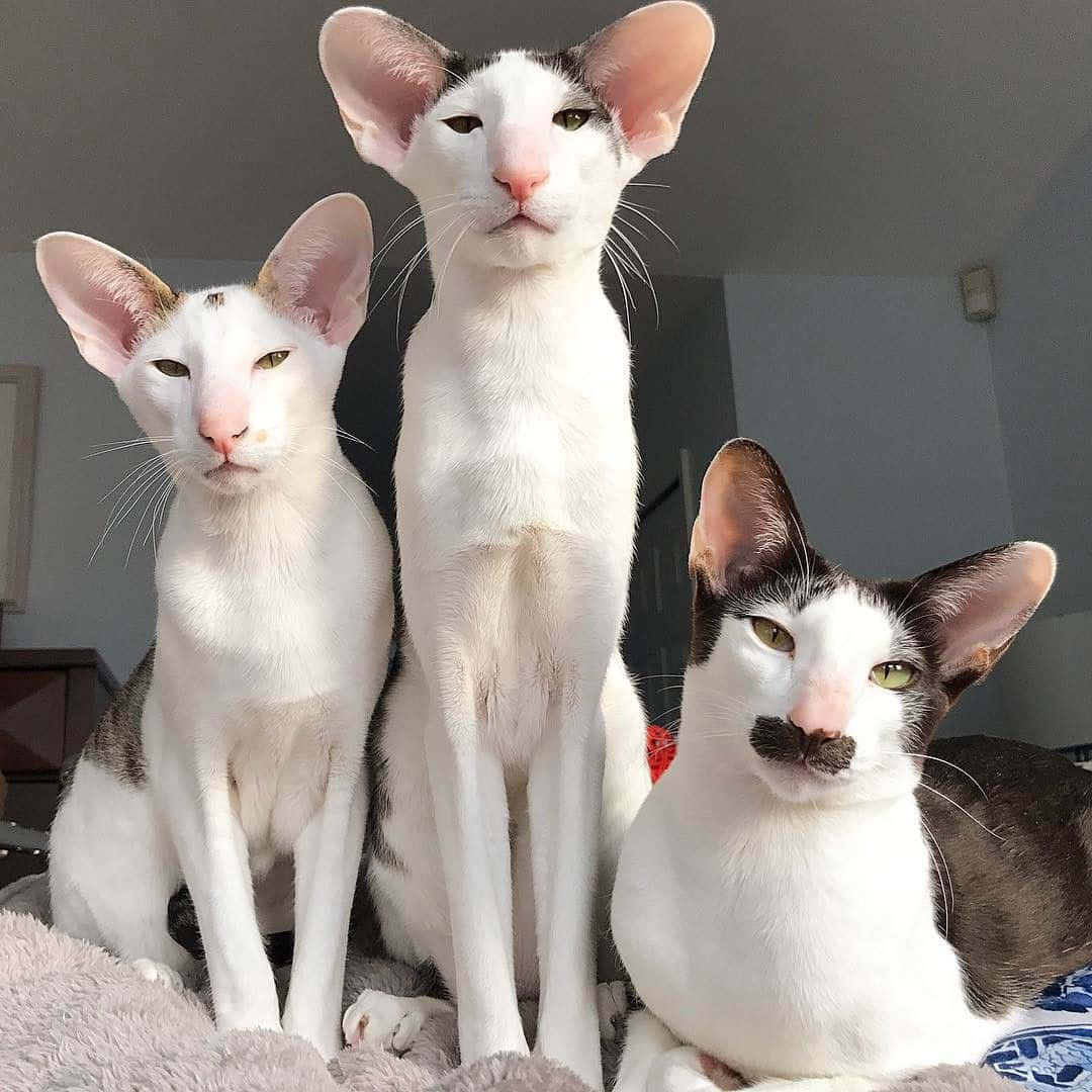 Oriental Shorthair, large ears, distinct markings, SD Desktop Wallpaper