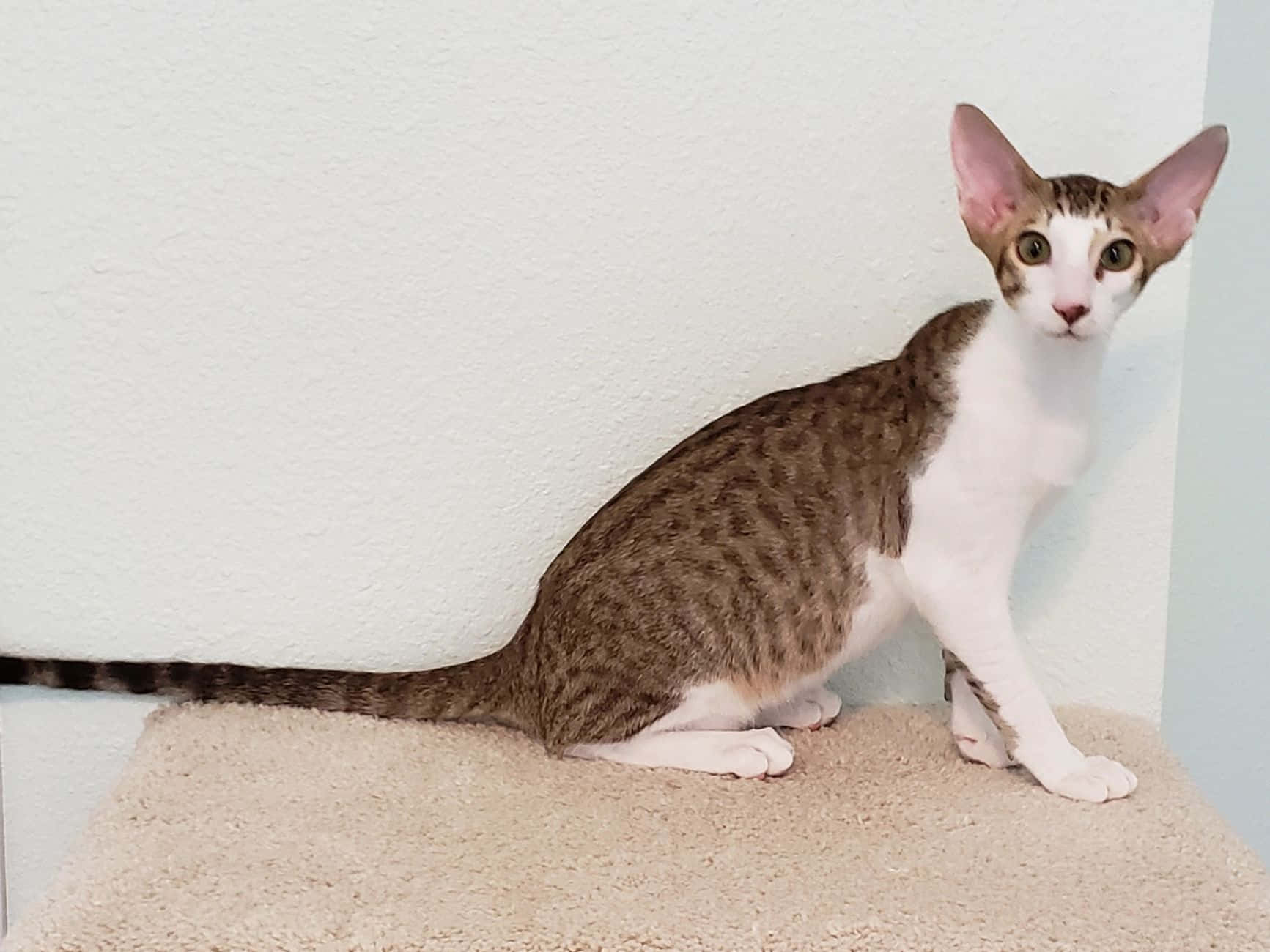 Oriental Shorthair, beige carpet, pale wall, HD Desktop Wallpaper