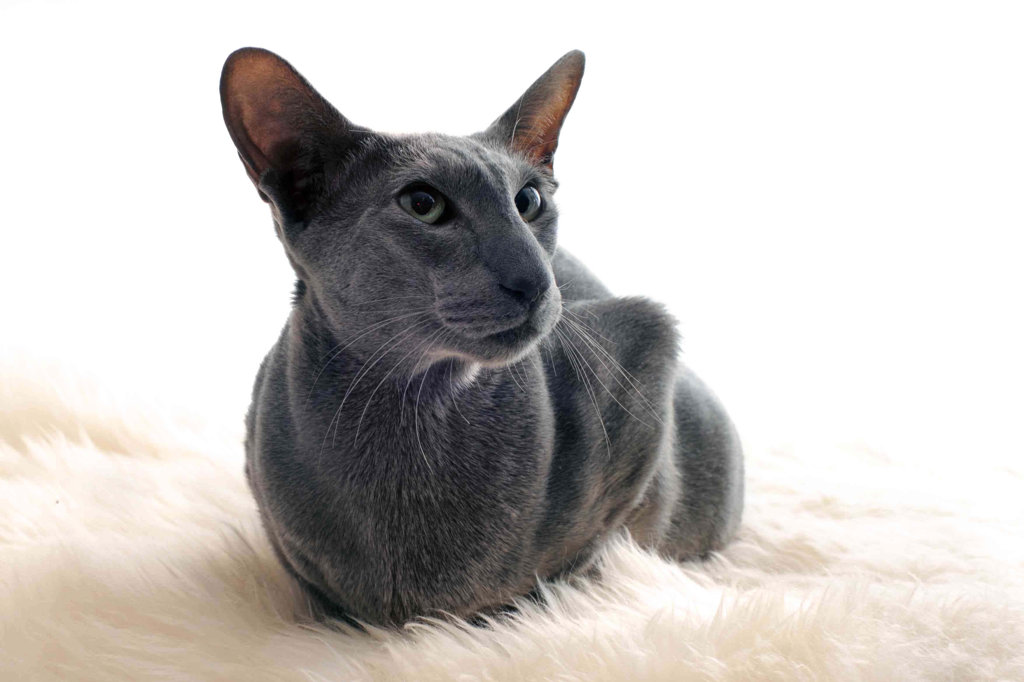 Oriental Shorthair, green eyes, gray cat, 2K Desktop Wallpaper