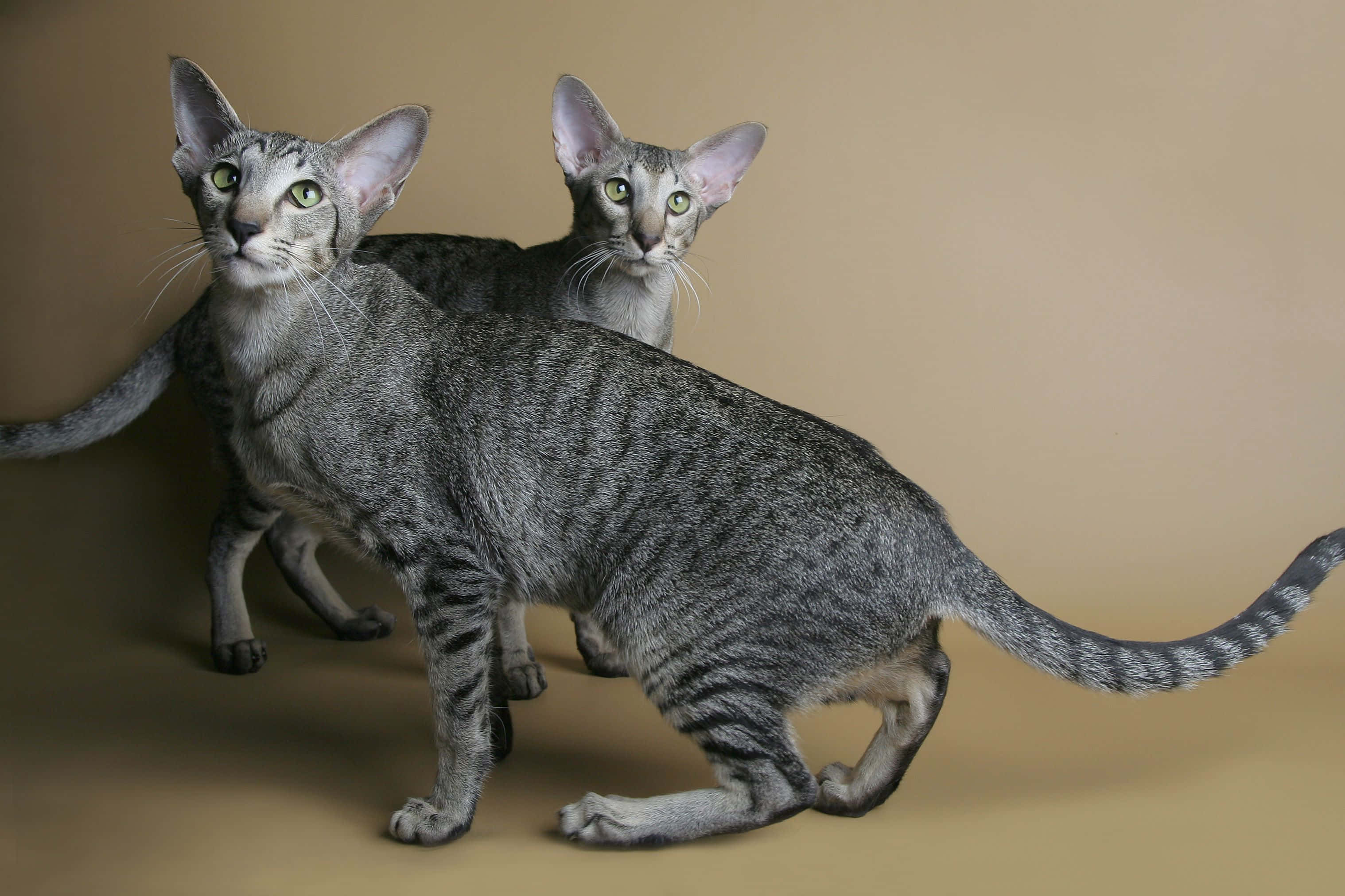 Oriental Shorthair, silver tabby, green eyes, 2K Desktop Wallpaper