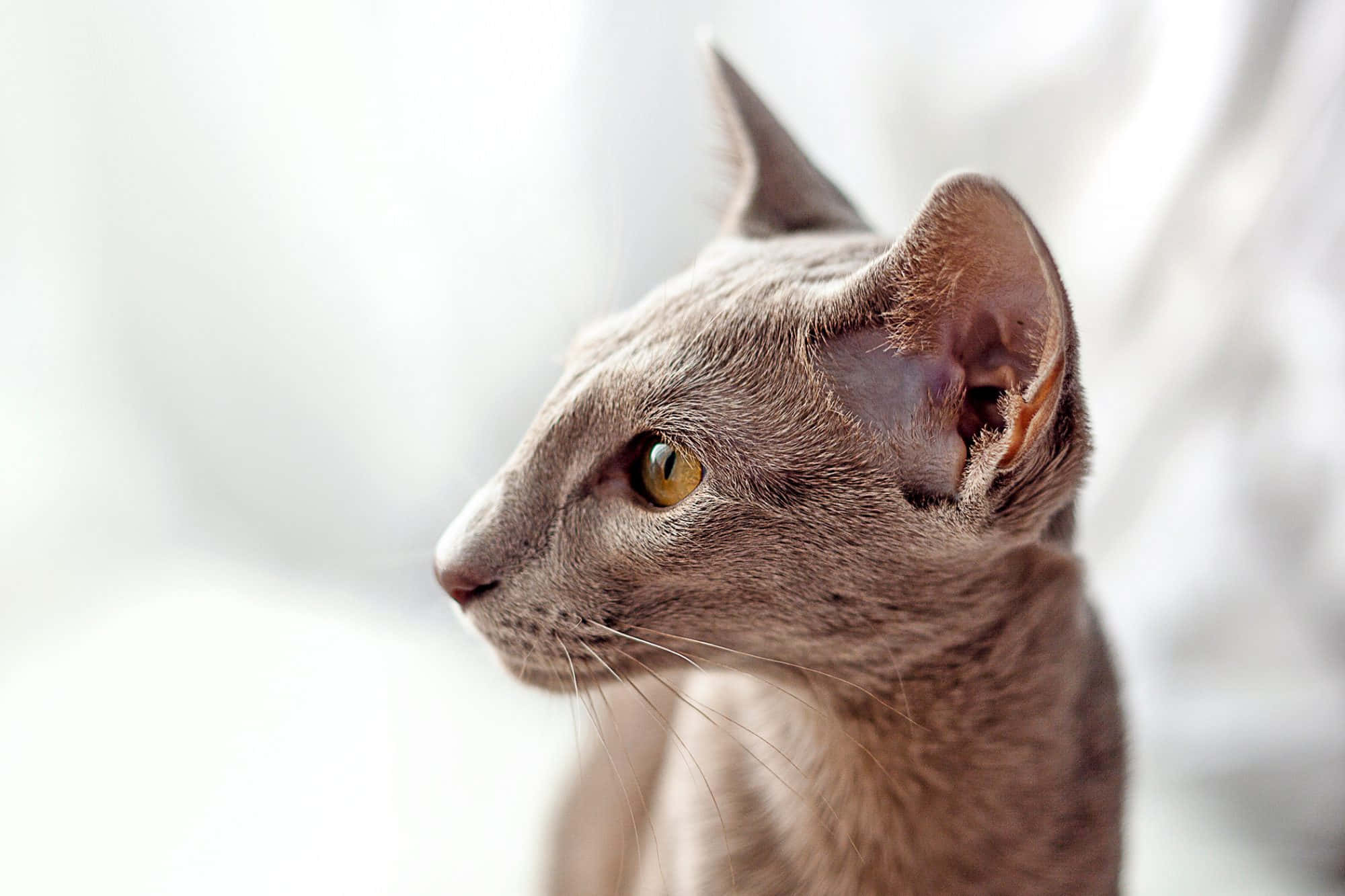 Oriental Shorthair, slender, elegant, Full HD Desktop Wallpaper