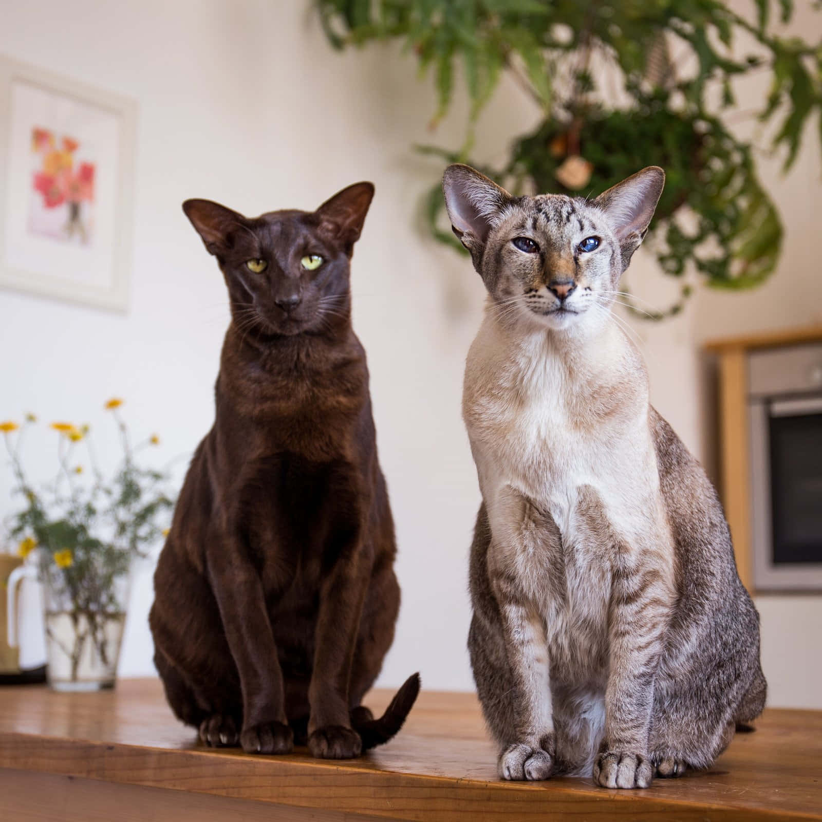 Oriental Shorthair, dark brown, green eyes, HD Desktop Wallpaper