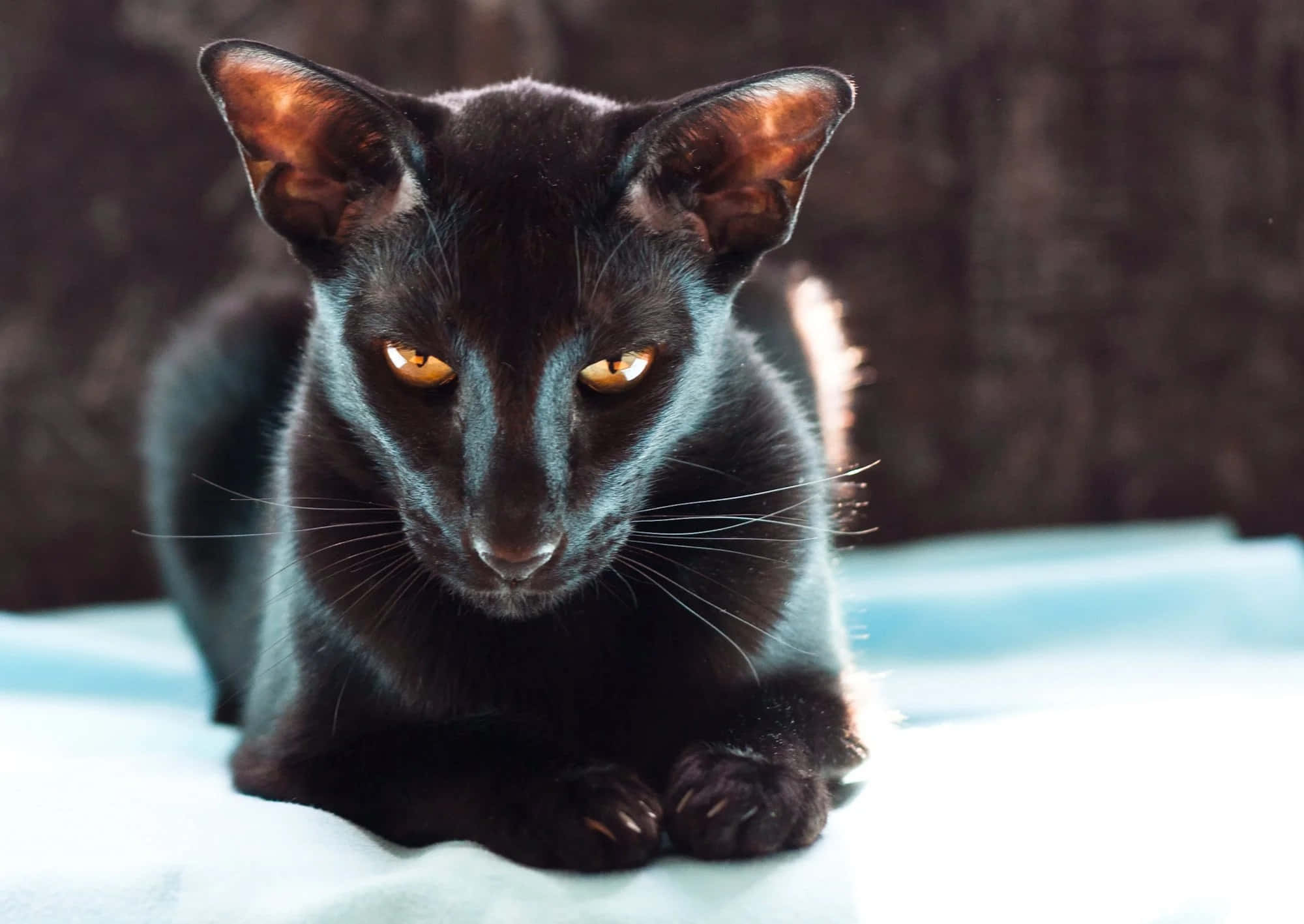 Oriental Shorthair, sleek black cat, glowing amber eyes, Full HD Desktop Wallpaper