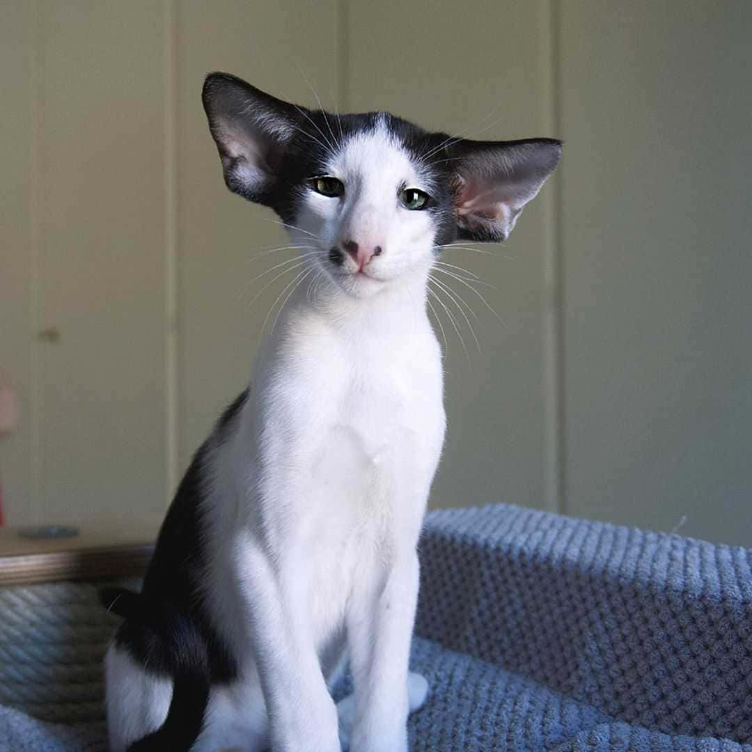 Oriental Shorthair, black and white, large ears, SD Desktop Wallpaper