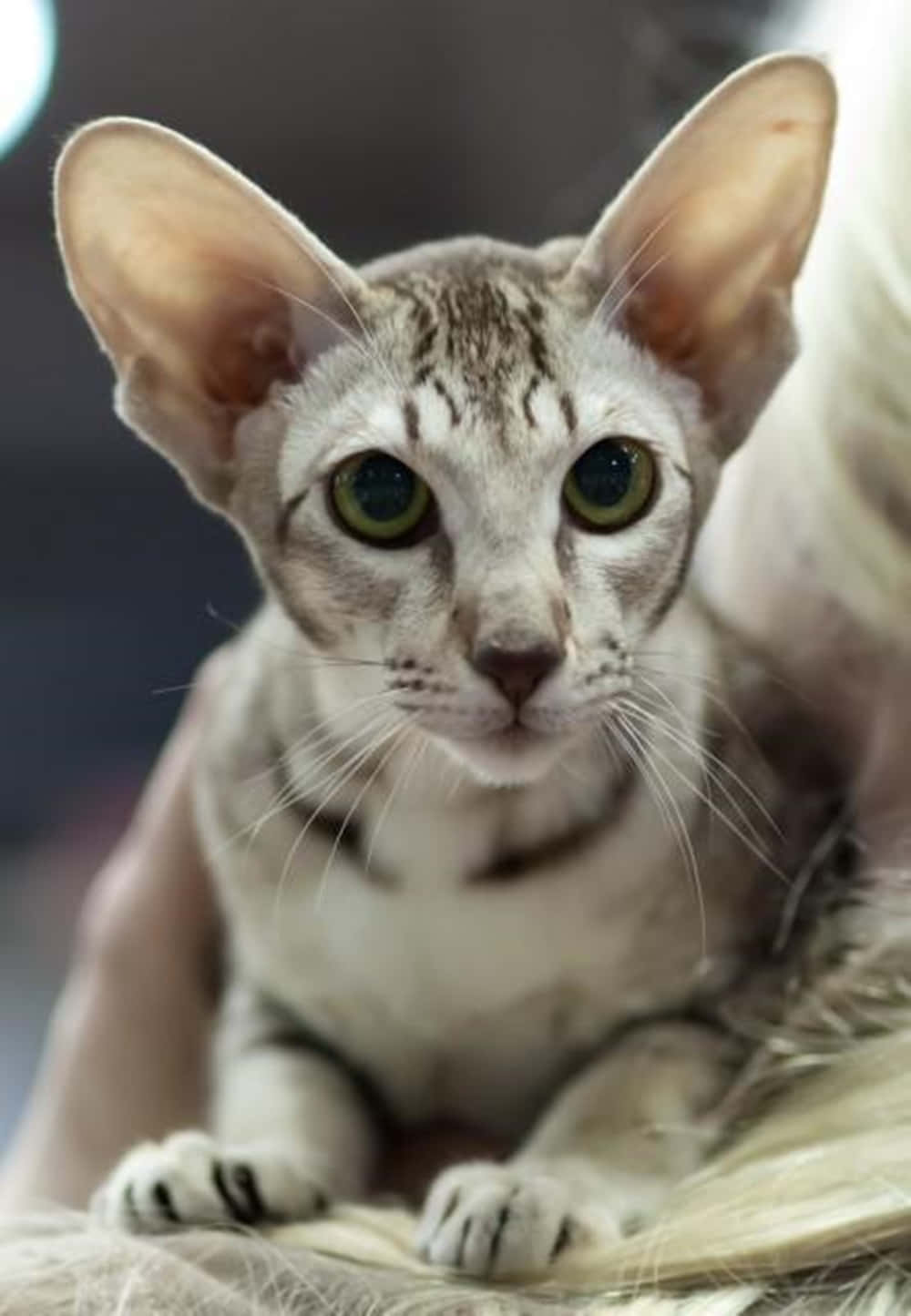 Oriental Shorthair, green eyes, large ears, HD Phone Wallpaper