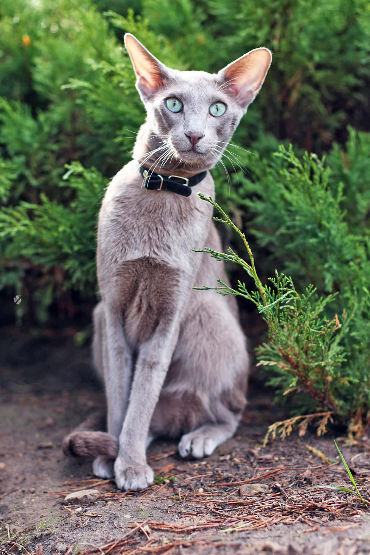Oriental Shorthair, gray, blue eyes, HD Phone Wallpaper