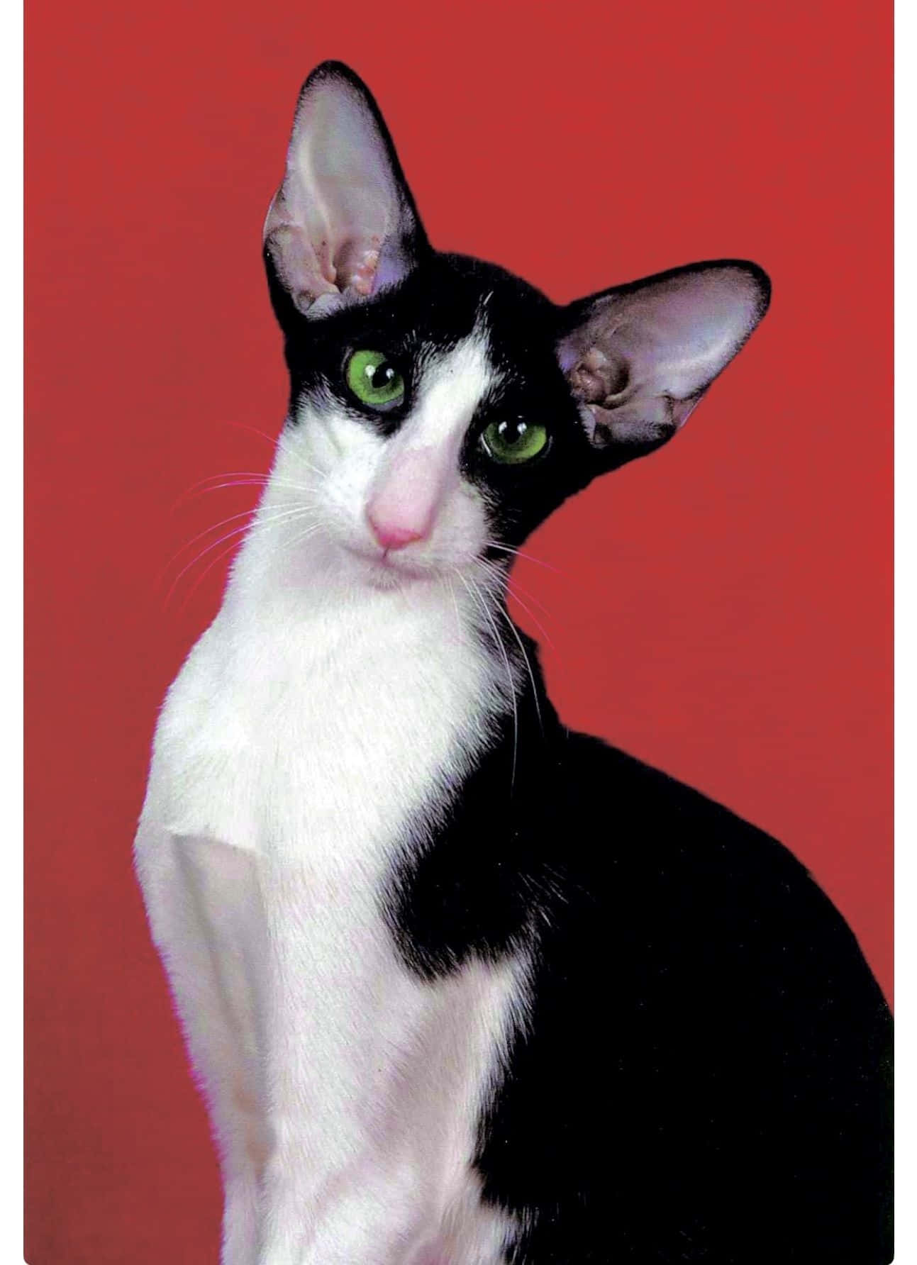 Oriental Shorthair, black and white, vivid green eyes, HD Phone Wallpaper