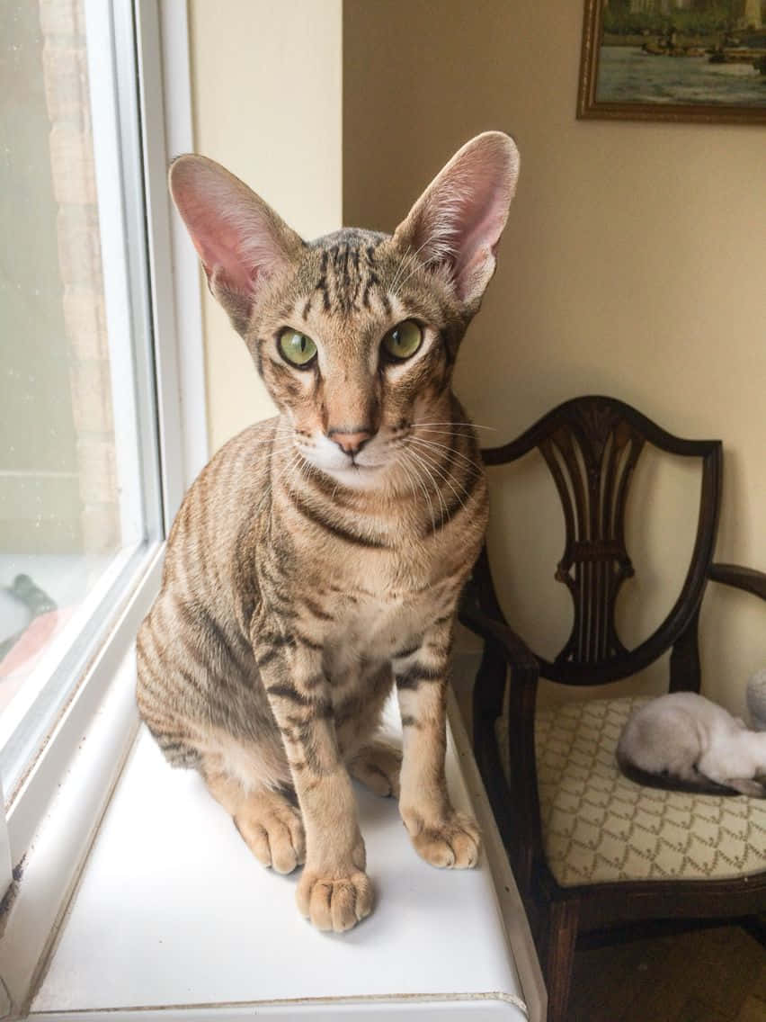 Oriental Shorthair, tabby, green eyes, SD Phone Wallpaper