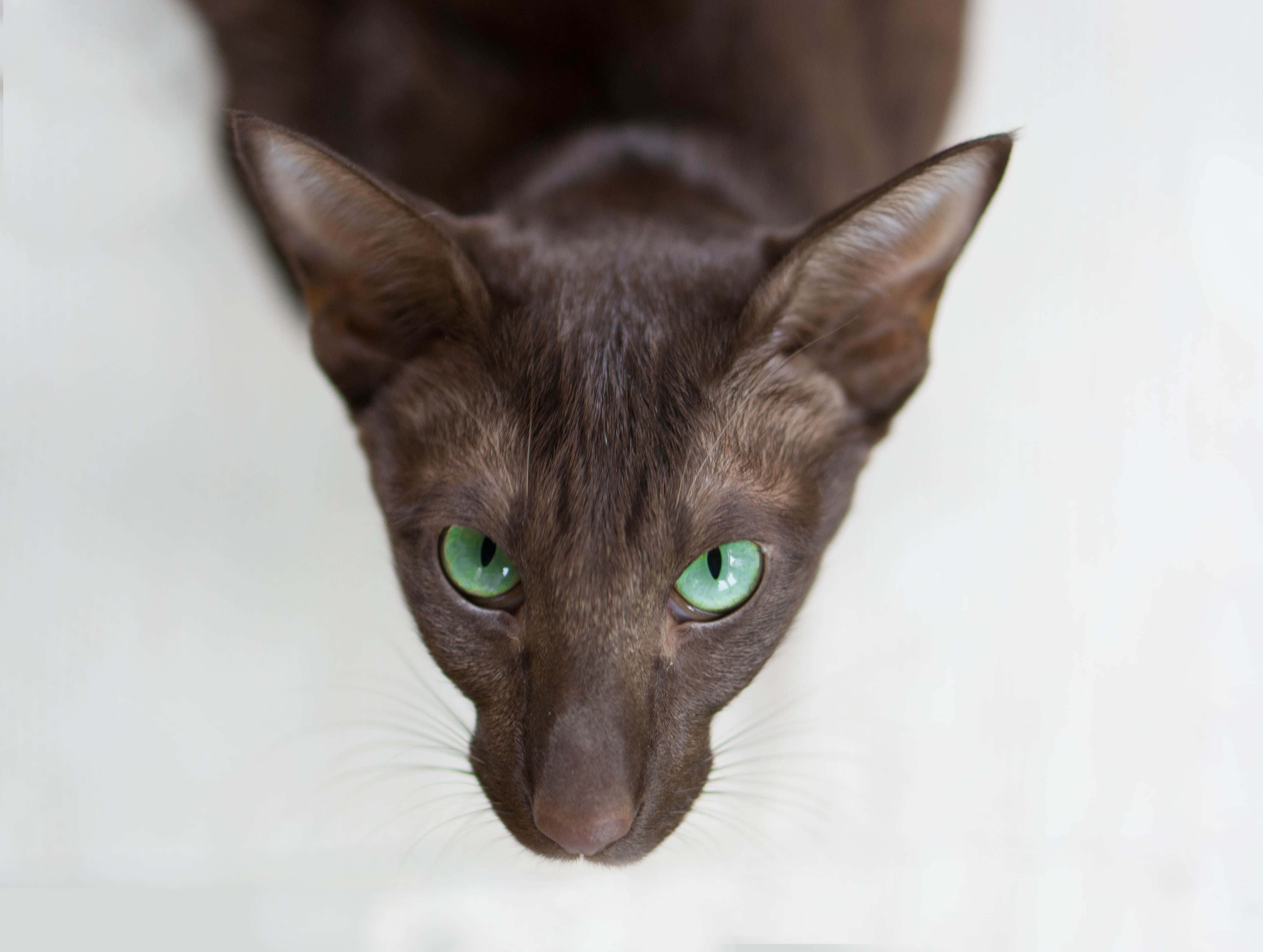 Oriental Shorthair, dark brown, green eyes, 4K Desktop Wallpaper