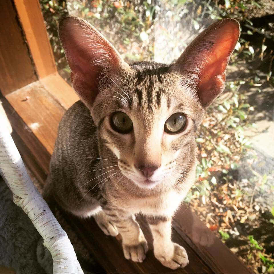 Oriental Shorthair, tabby cat, large ears, SD Desktop Wallpaper