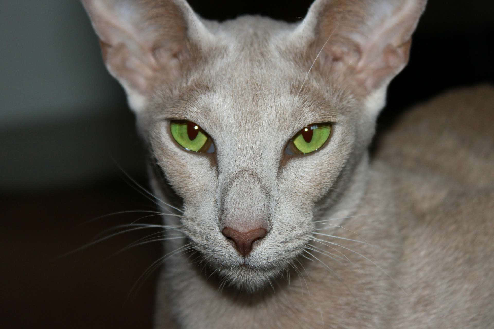 Oriental Shorthair, light-gray, green eyes, Full HD Desktop Wallpaper