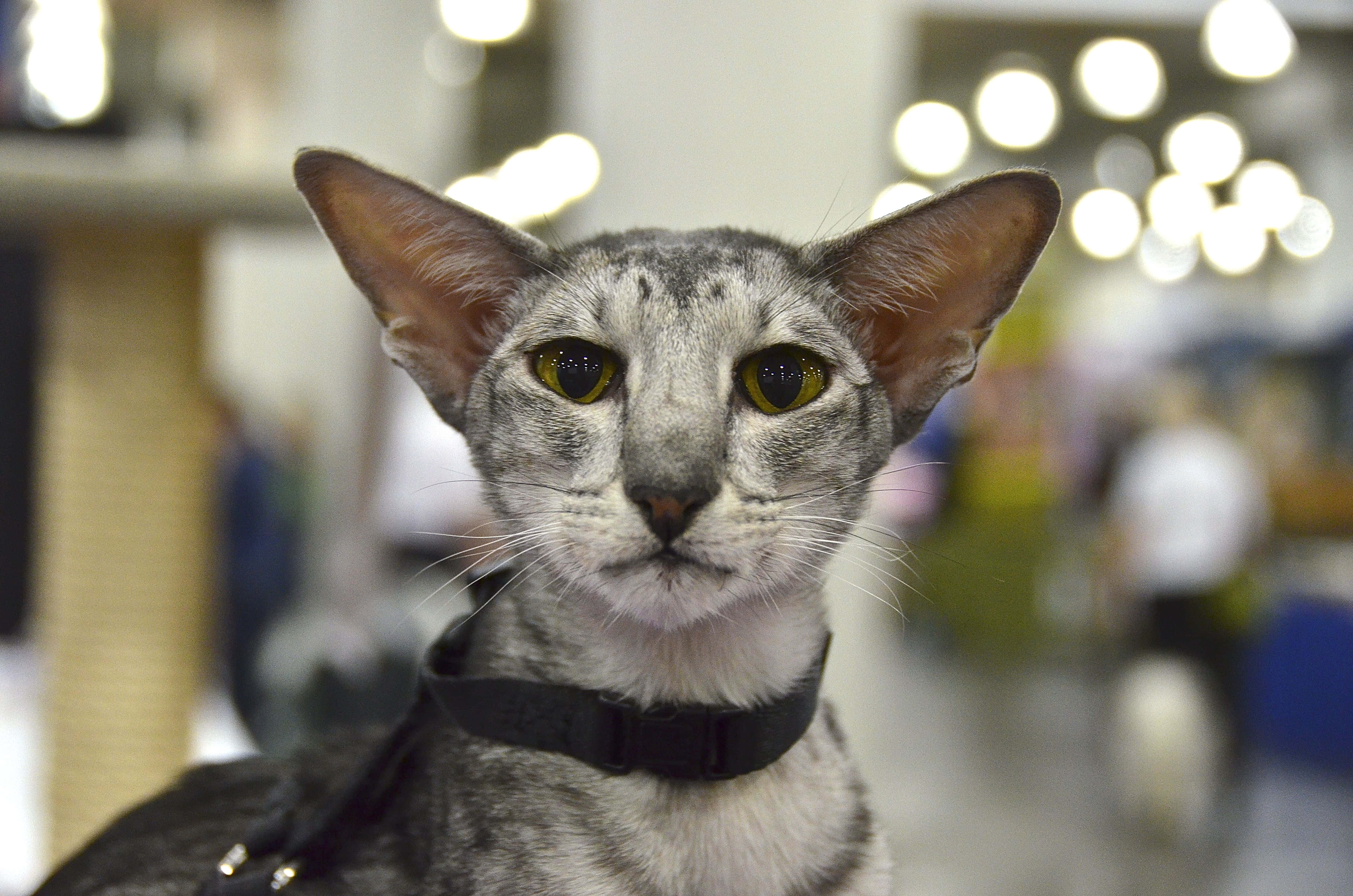 Oriental Shorthair, grey, large ears, 4K Desktop Wallpaper